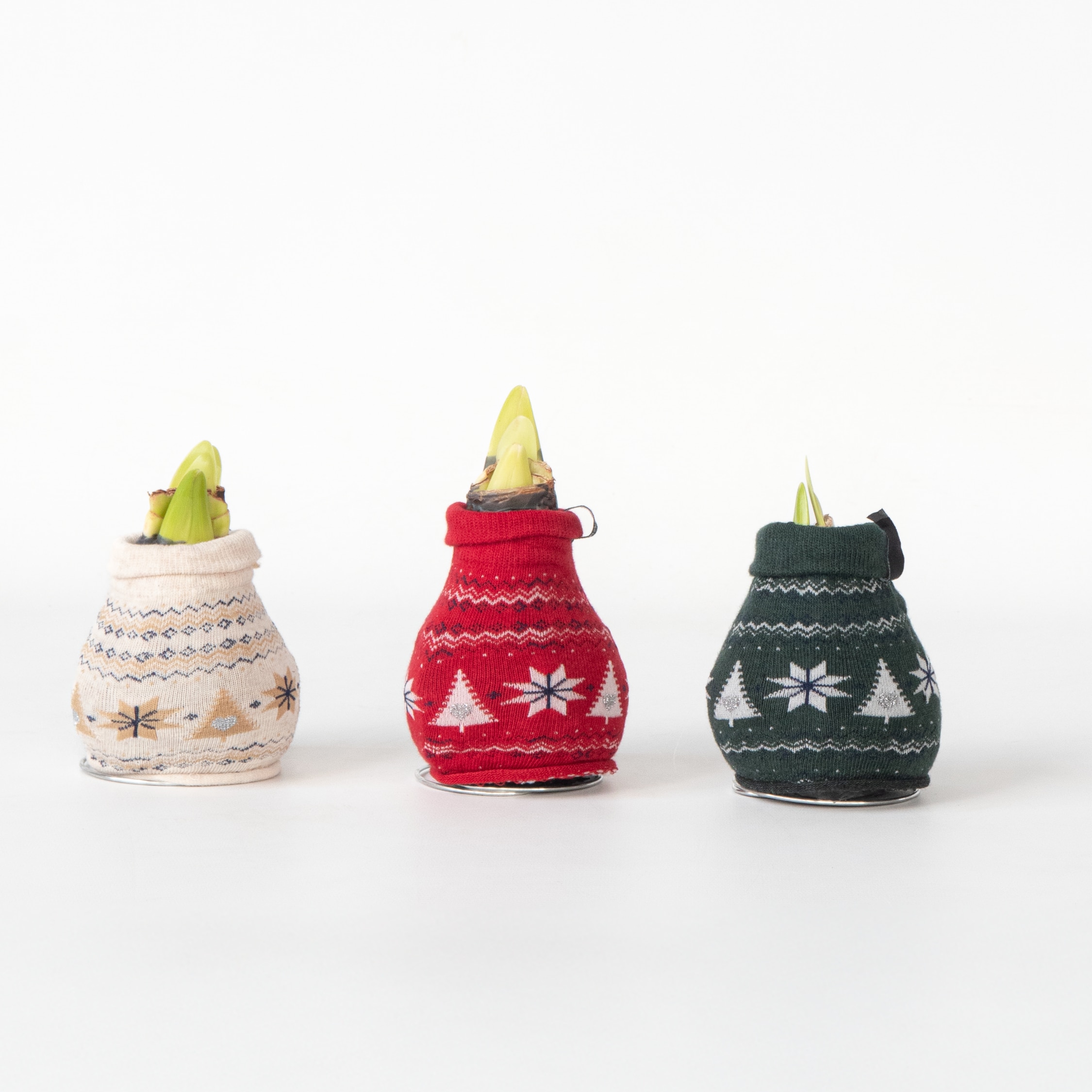 Plant in a Box - Amaryllis - 3er-Set - Hippeastrum 'Christmas Sweater' - Rot - Bild 1