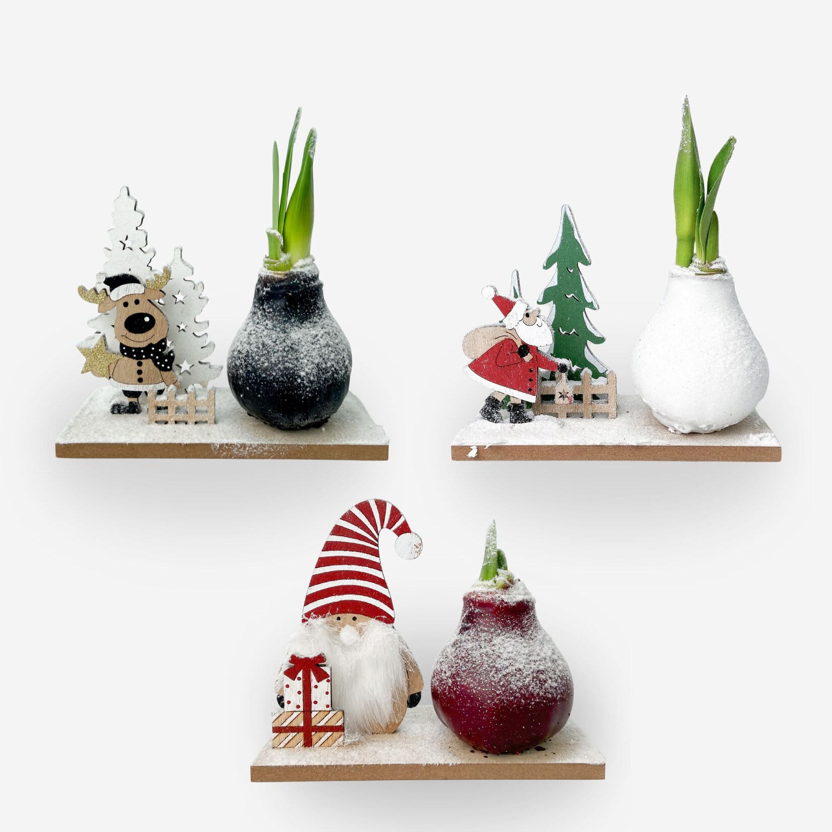 Plant in a Box – Amaryllis – Set mit 3 – Hippeastrum ‚Winterwunderland Mix‘ | 08721278902781