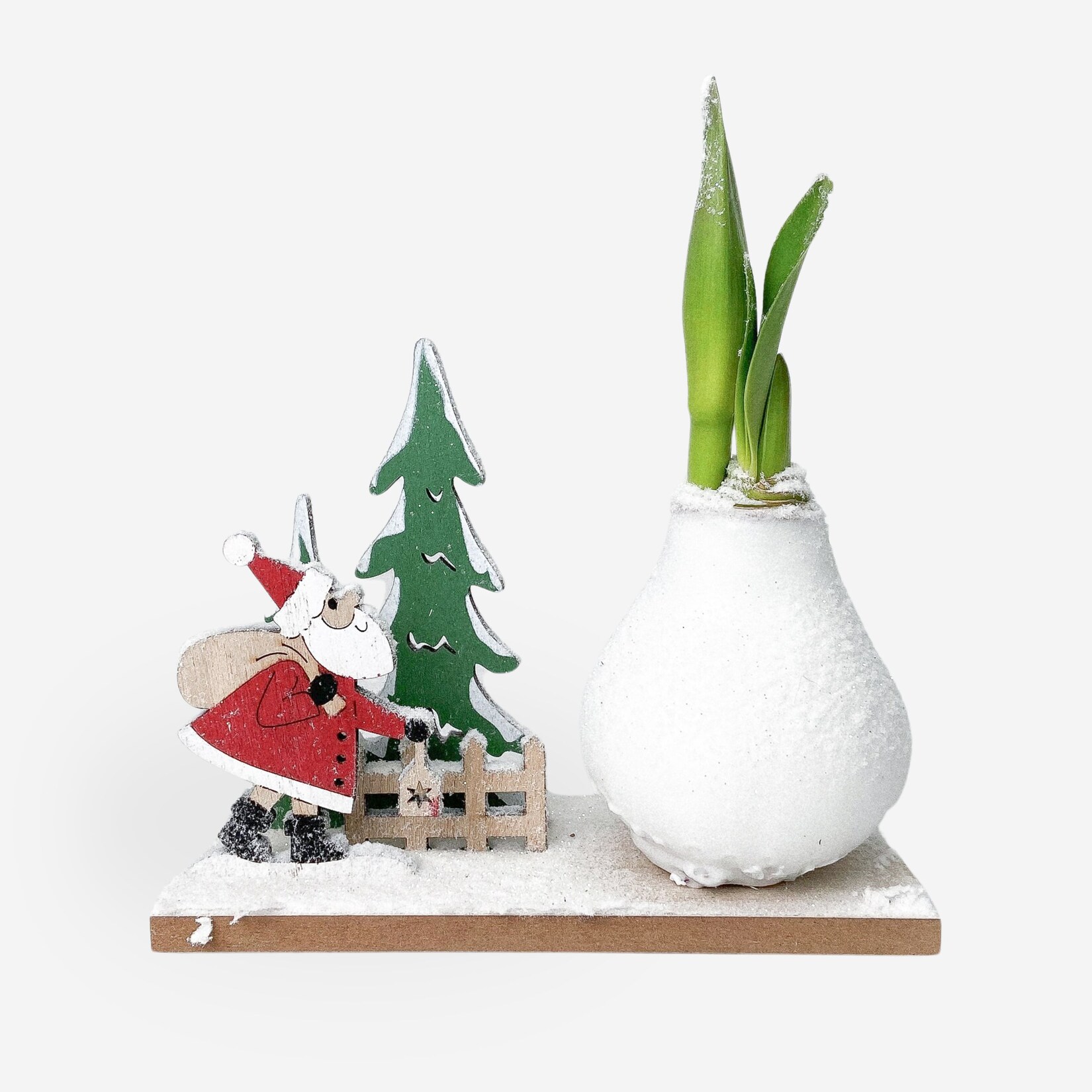 Plant in a Box – Amaryllis – Hippeastrum ‚Winterwunderland Weihnachtsmann‘ | 08721278902804