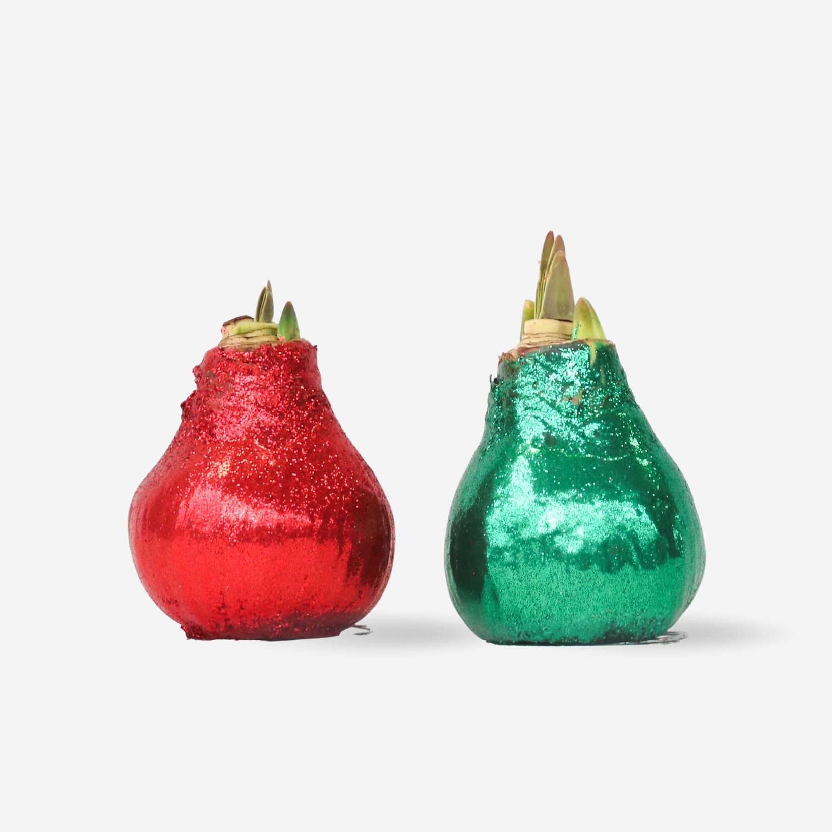 Plant in a Box – Amaryllis – Hippeastrum ‚Glitzer Duo‘ – Rot und Grün | 08721278902705