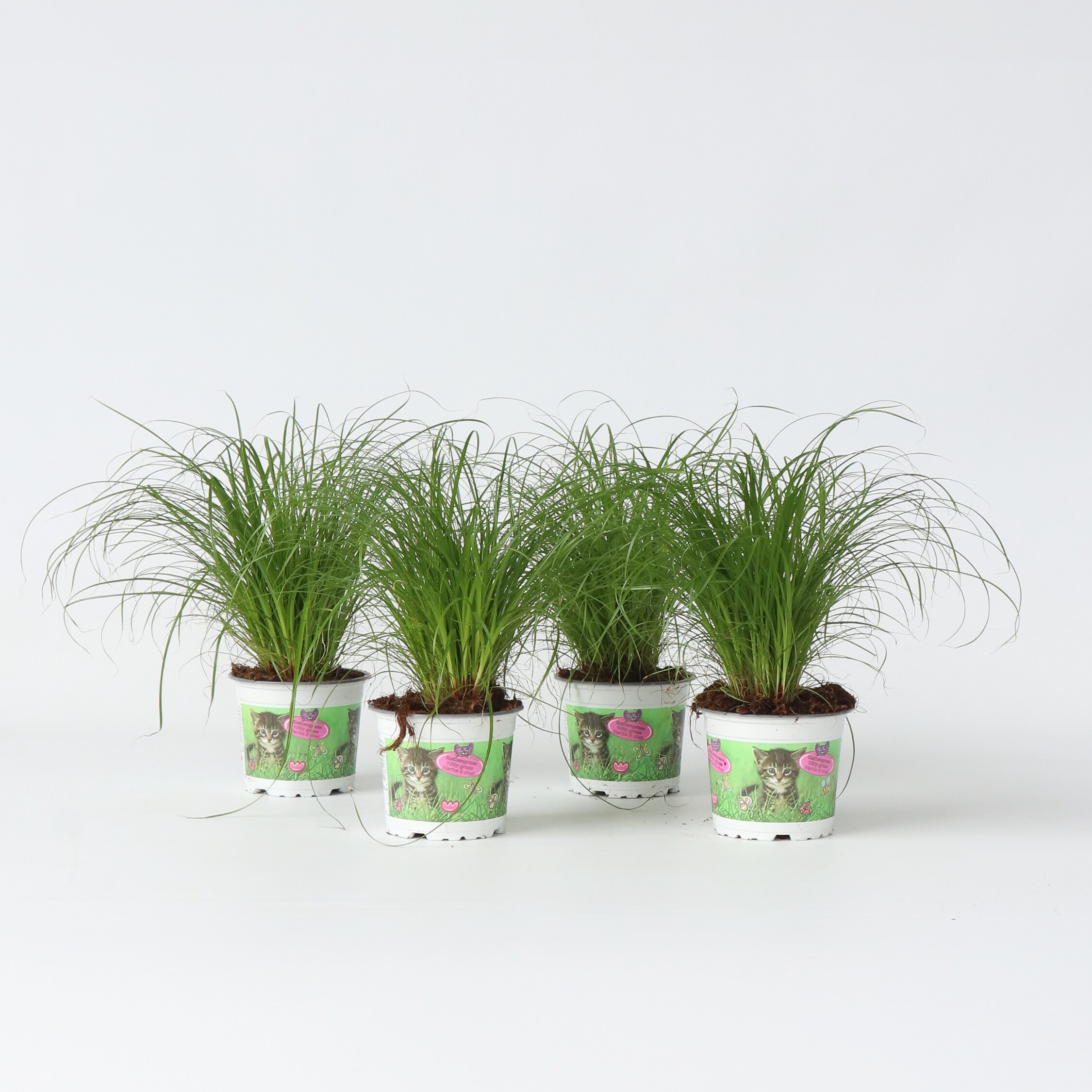 Plant in a Box - Zyperngras - 4er Set - Cyperus Katzengras - H&ouml;he 30-40cm - Topf 12cm - Bild 1