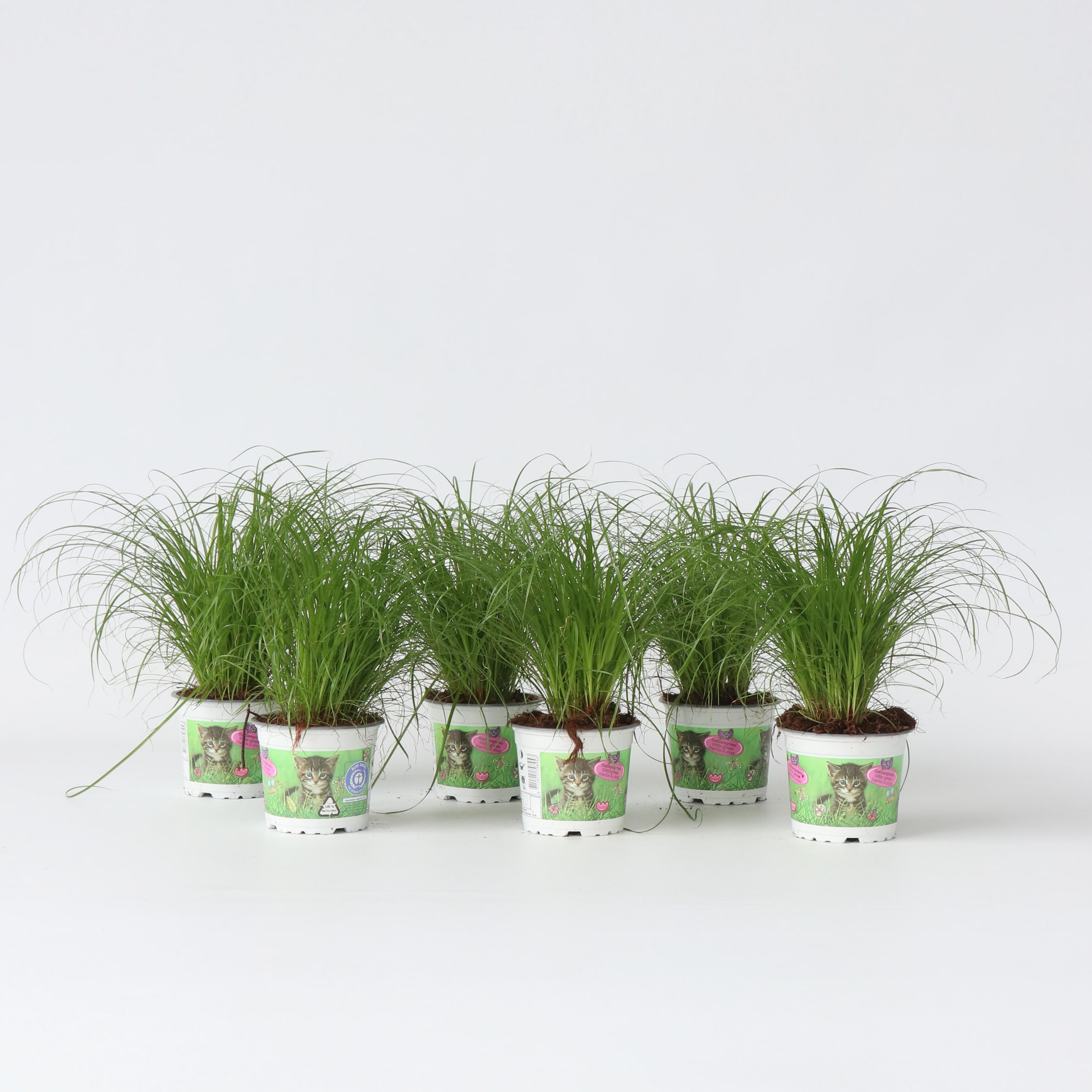 Plant in a Box - Zyperngras - 6er Set - Cyperus Katzengras - H&ouml;he 30-40cm - Topf 12cm - Bild 1