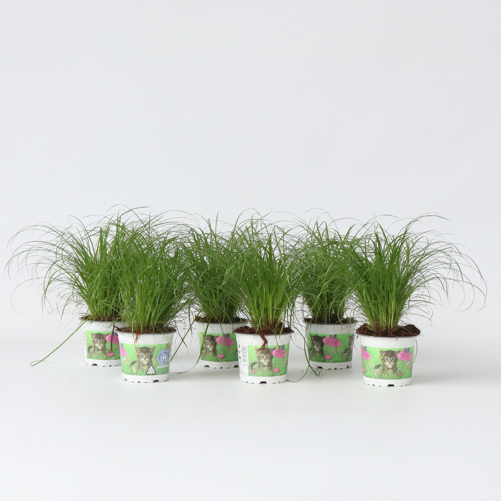 Plant in a Box – Zyperngras – 6er Set – Cyperus Katzengras – Höhe 30-40cm – Topf 12cm | 07428473772751