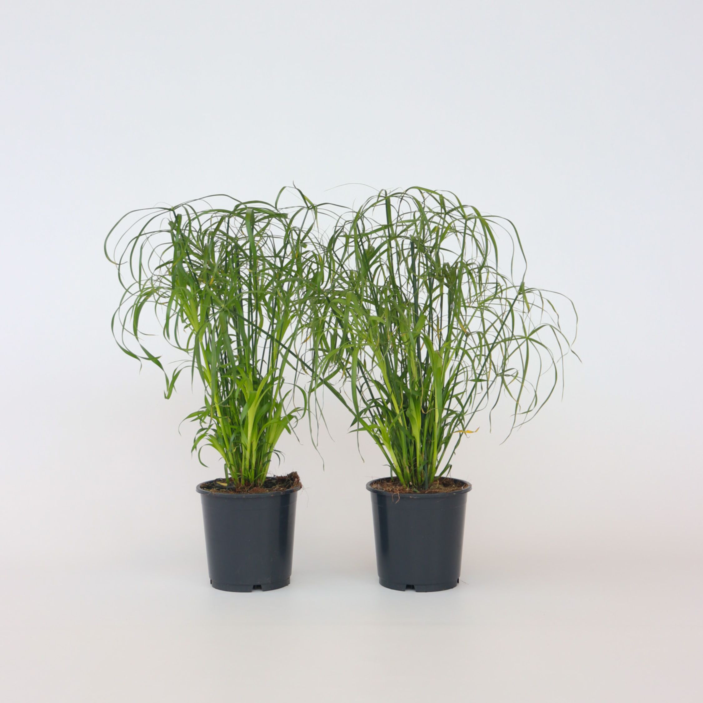 Plant in a Box - Regenschirm segge - 2 Stk - Cyperus alternifolius - H&ouml;he 40-50cm - Topf 14cm - Bild 1