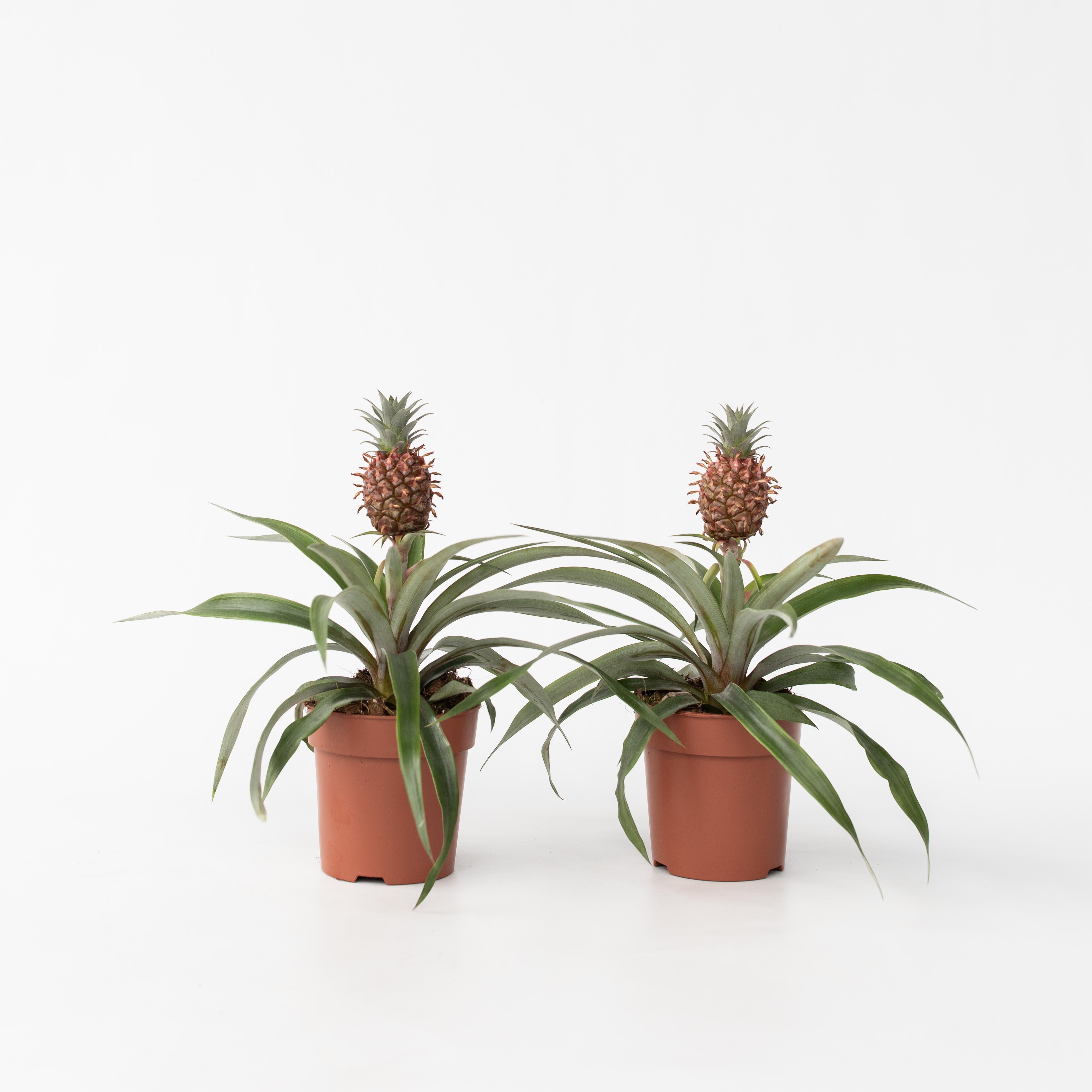 Plant in a Box - Ananaspflanze - 2 Stk - Ananas comosus 'Mi Amigo' - H&ouml;he 35-45cm - Topf 12cm - Bild 1