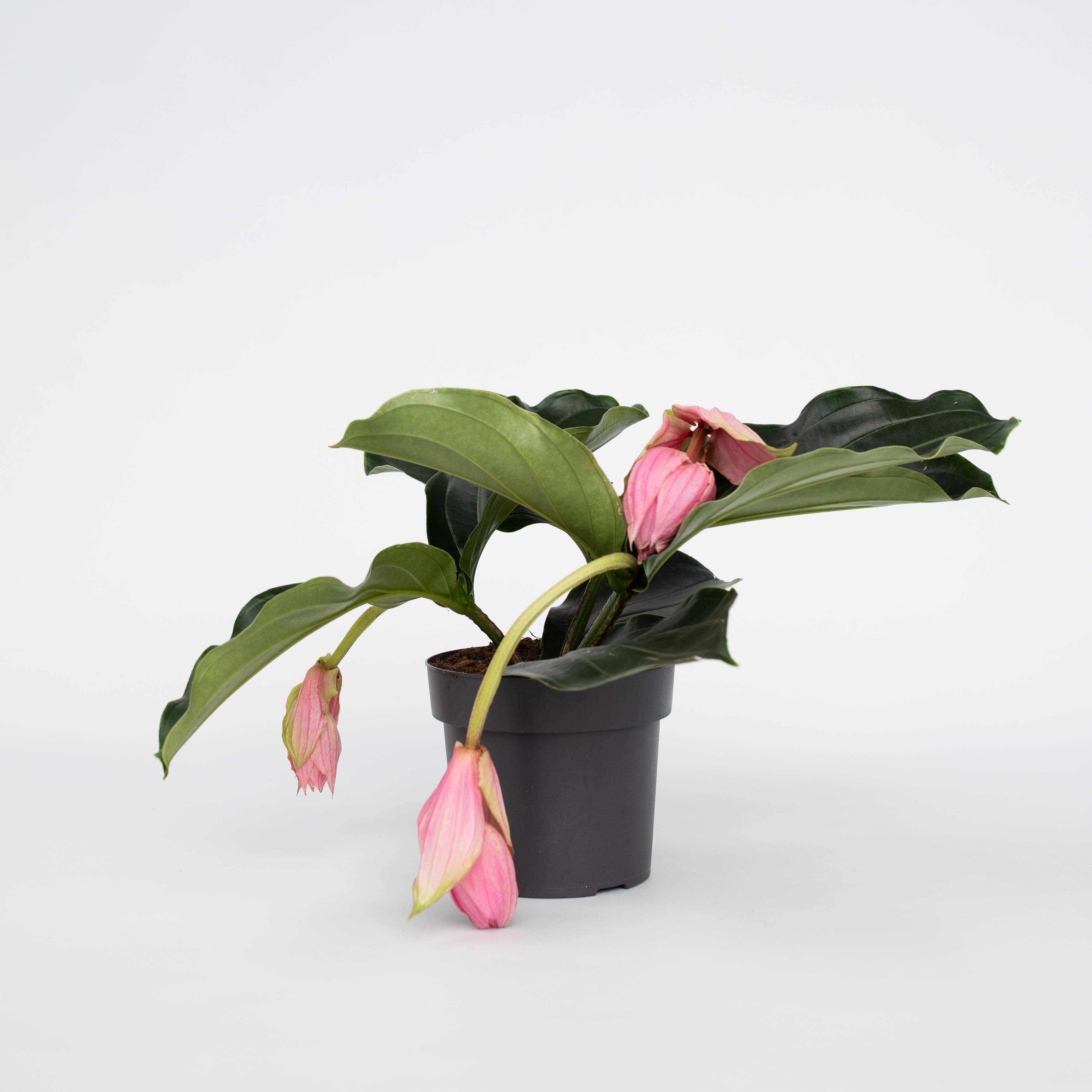Plant in a Box - Rosenmedinilla - Medinilla magnifica - H&ouml;he 40-50cm - Topf 17cm - Bild 1