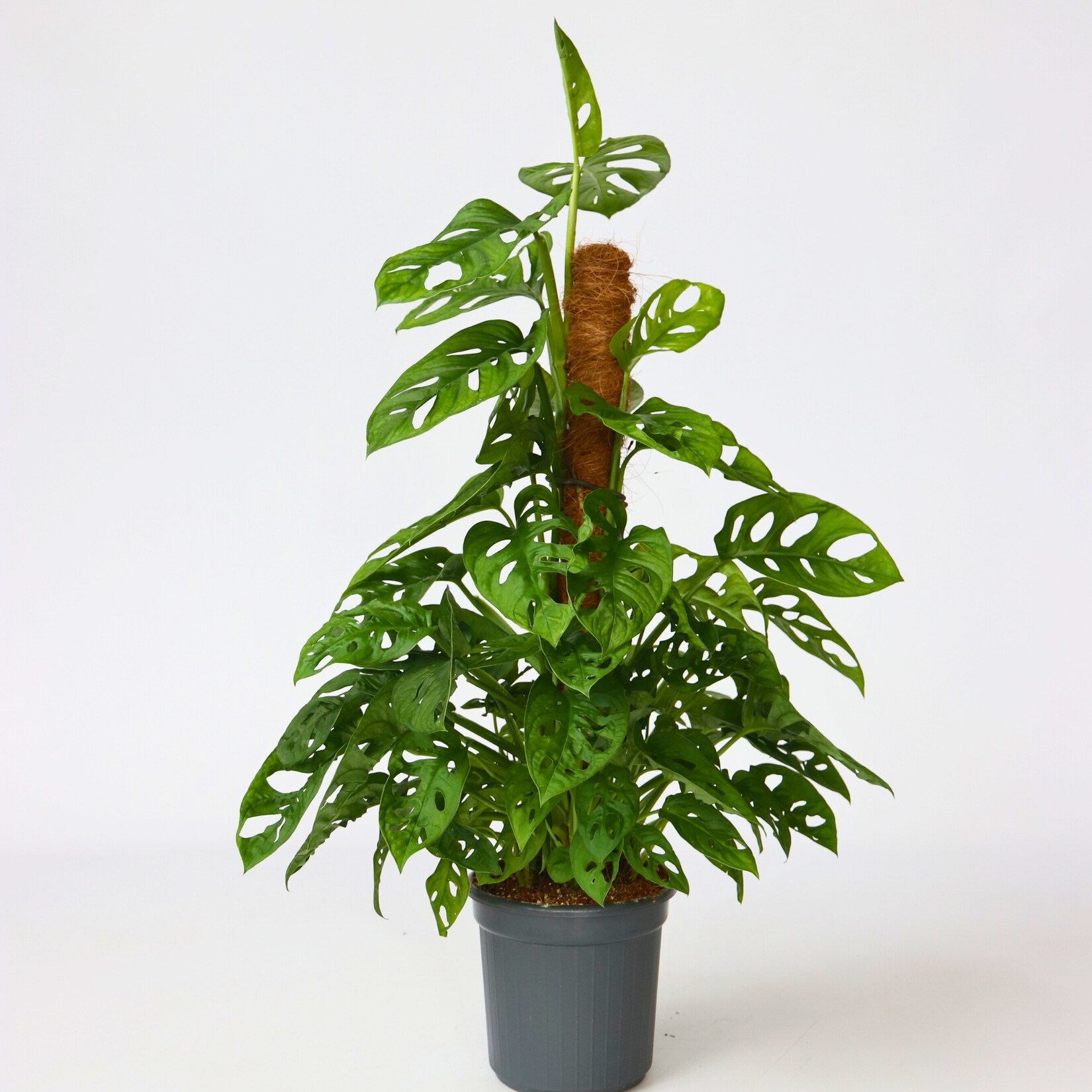 Plant in a Box – Fensterblatt – Monstera adansonii ‚Monkey Mask‘ – Höhe 60-70cm – Topf 16cm | 07442924145147