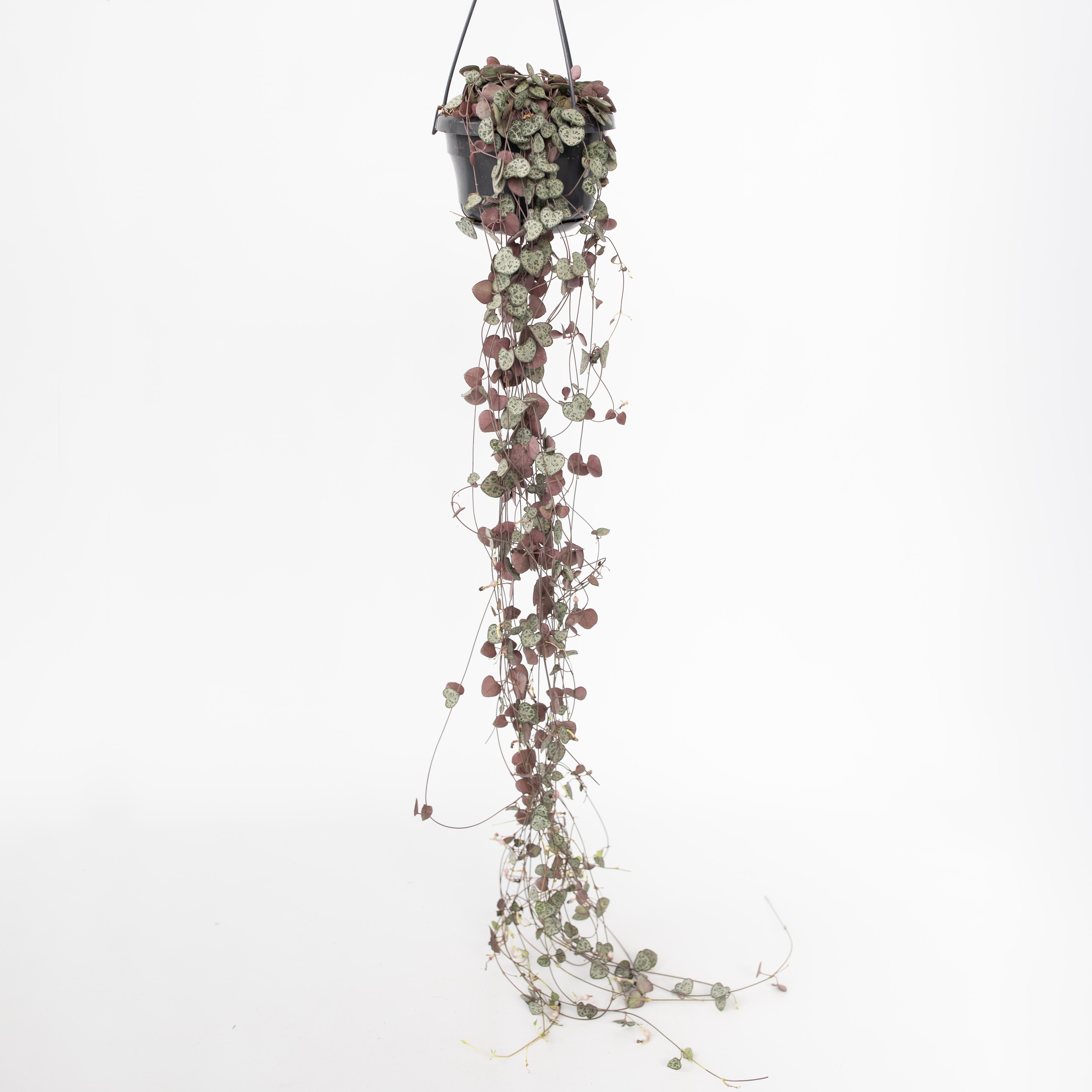Plant in a Box - Leuchterblume - Ceropegia linearis Woodii - H&ouml;he 20-30cm - Topf 14cm - Bild 1