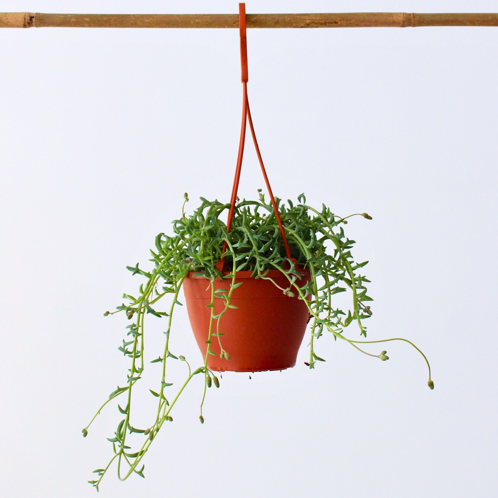 Plant in a Box – Delphinkette – Senecio peregrinus – Höhe 10-20cm – Topf 12cm | 07442924144164