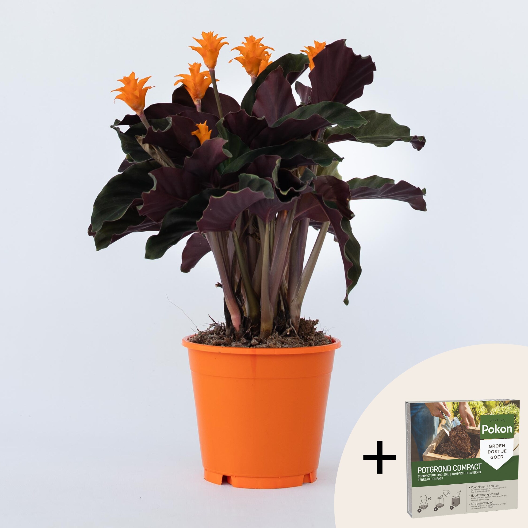 Plant in a Box - Korbmarante - Calathea crocata 'Tassmania' - H&ouml;he 40-50cm - Topf 14cm - Bild 1
