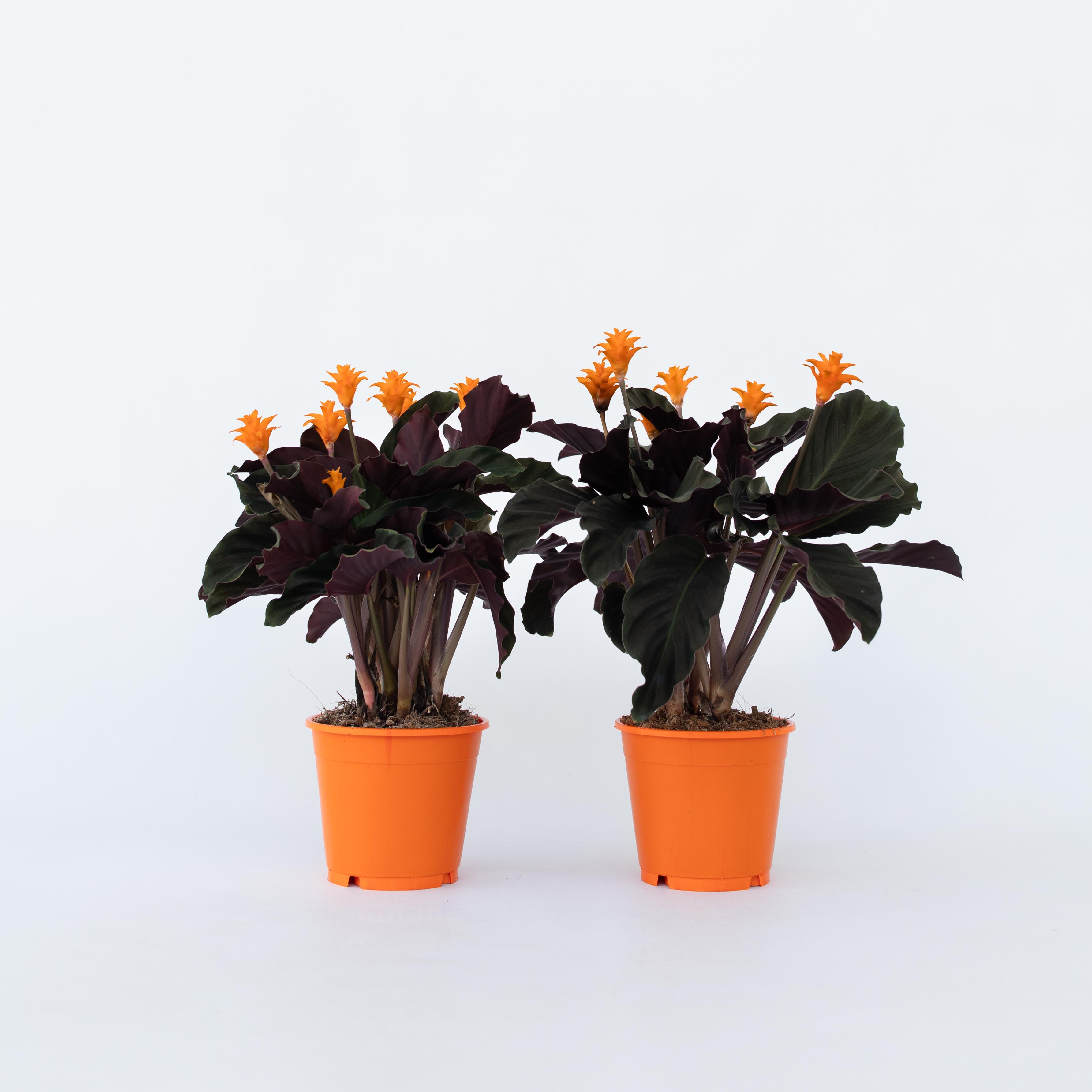 Plant in a Box - Korbmarante - 2 Stk - Calathea crocata 'Tassmania' - H&ouml;he 40-50cm - Topf 14cm - Bild 1