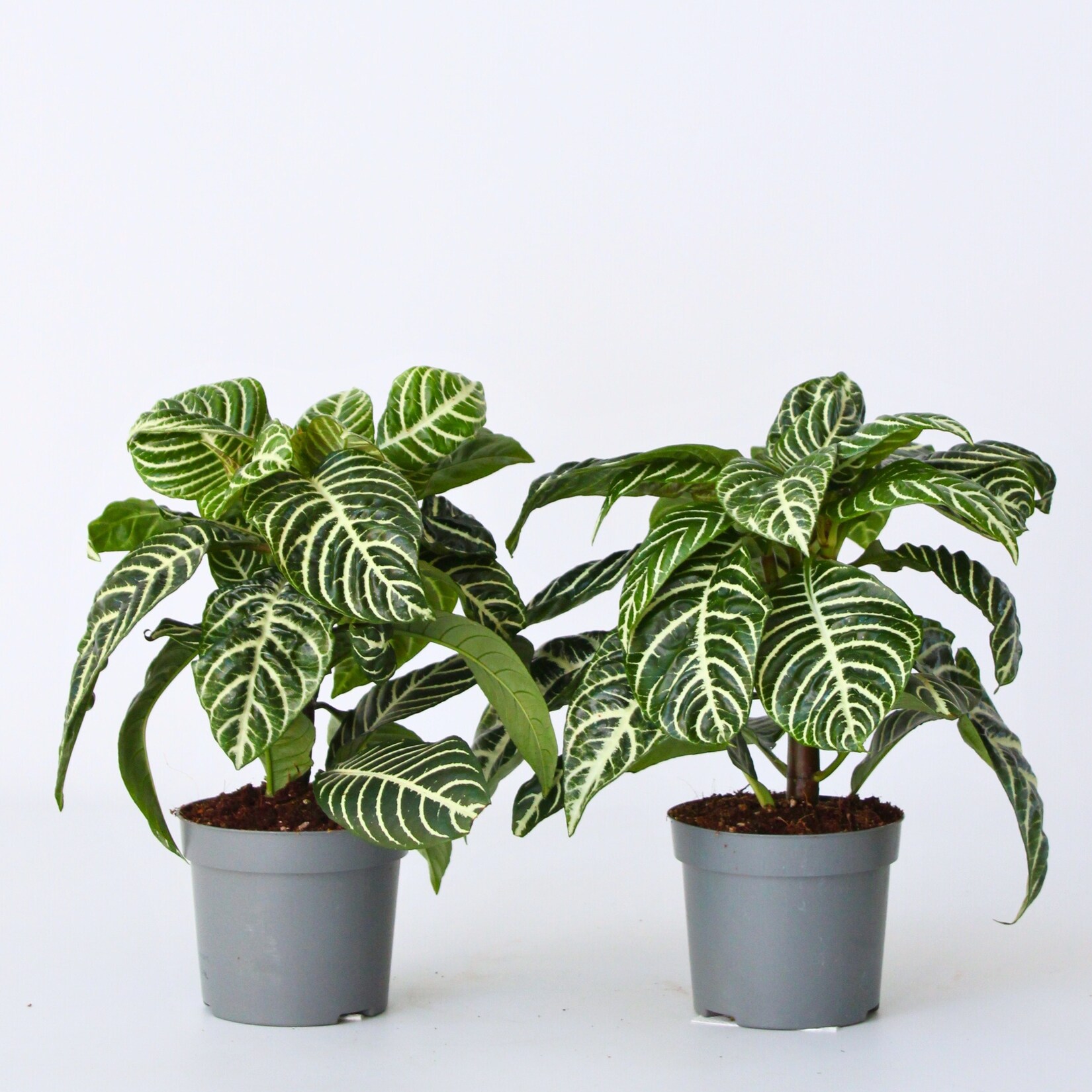 Plant in a Box – Zebrapflanze – Aphelandra squarrosa ‚Botanica‘ – Höhe 25-45cm – Topf 13cm | 07428478117311