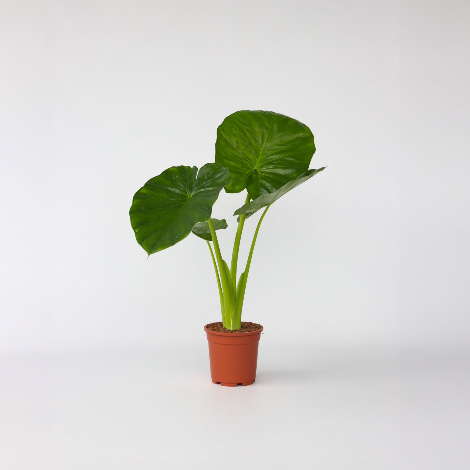 Plant in a Box – Alokasie – Alocasia ‚Odora‘ – Höhe 55-75cm – Topf 17cm | 07428477549663
