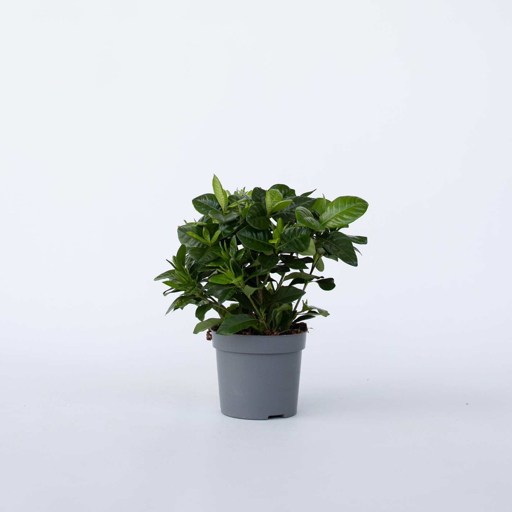 Plant in a Box – Gardenie – Gardenia jasminoides – Höhe 20-30cm – Topf 13cm | 07428475886067