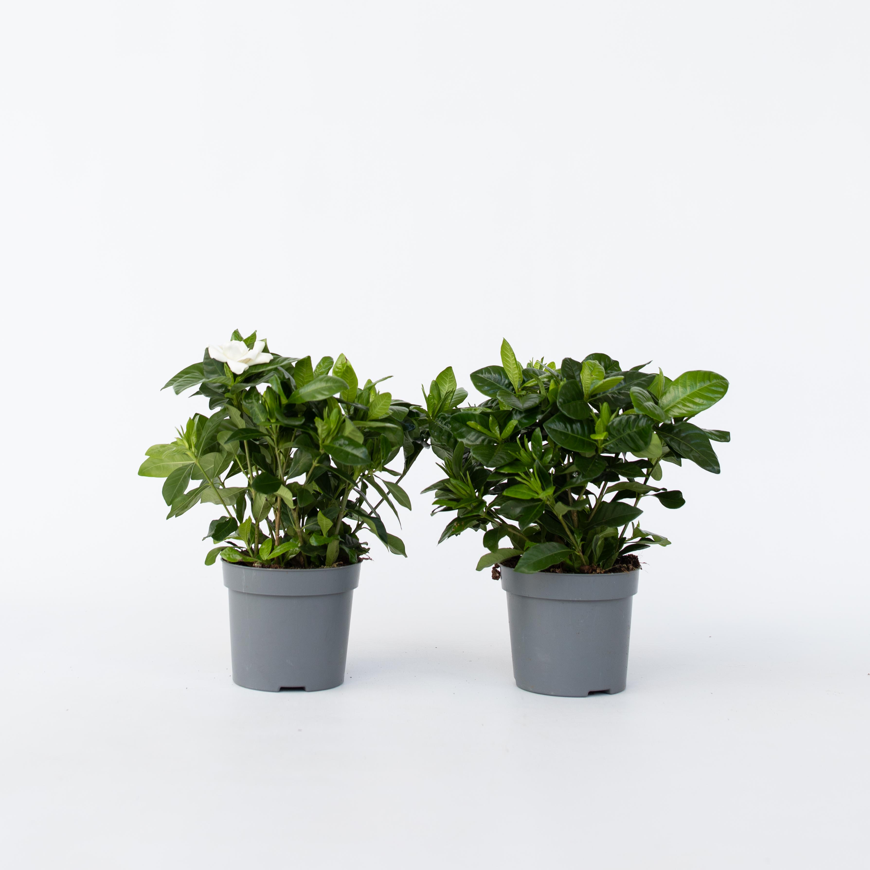 Plant in a Box - Gardenie - 2 Stk - Gardenia jasminoides - H&ouml;he 20-30cm - Topf 13cm - Bild 1