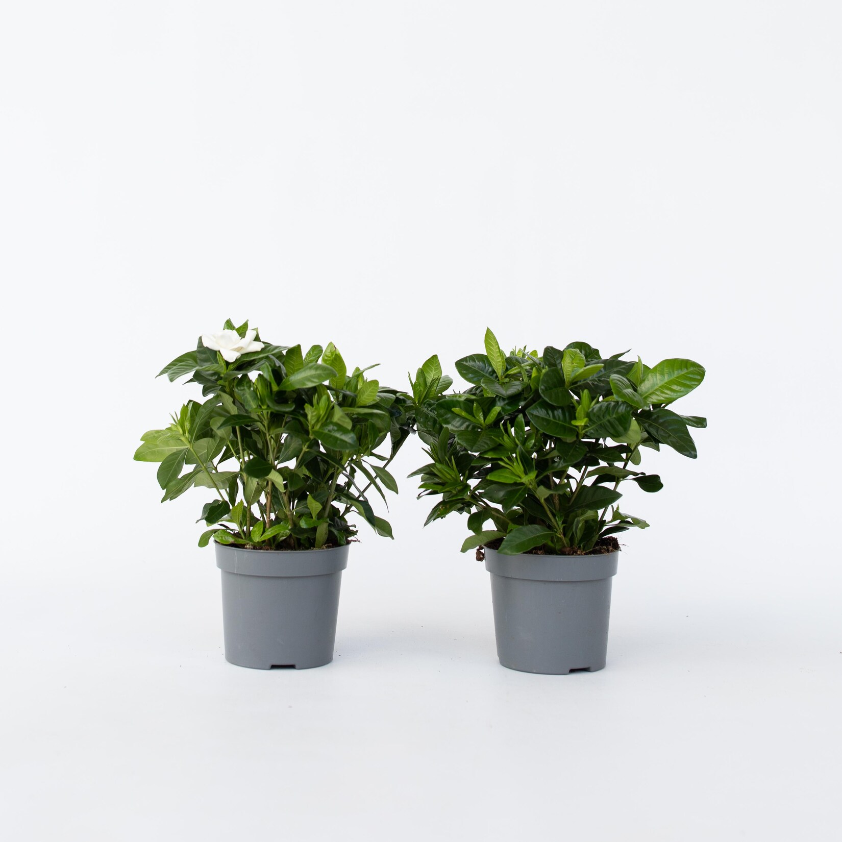 Plant in a Box – Gardenien – 4 Stk – Gardenia jasminoides – Höhe 20-30cm – Topf 13cm | 07428471270754