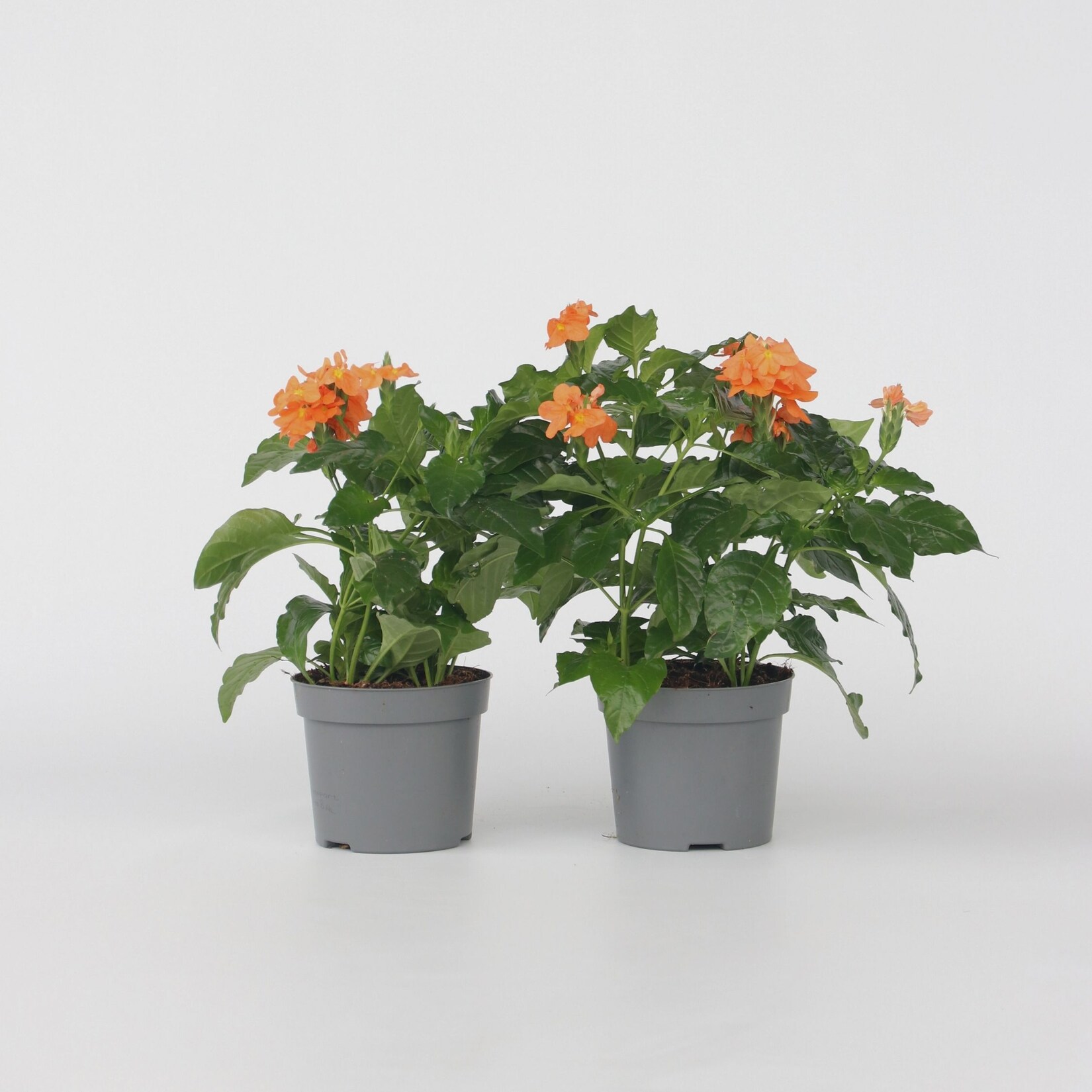 Plant in a Box – Feuerwerkskörper Blume – 4 Stk – Crossandra ‚Fortuna‘ – Höhe 20-30cm – Topf 13cm | 07428470631198