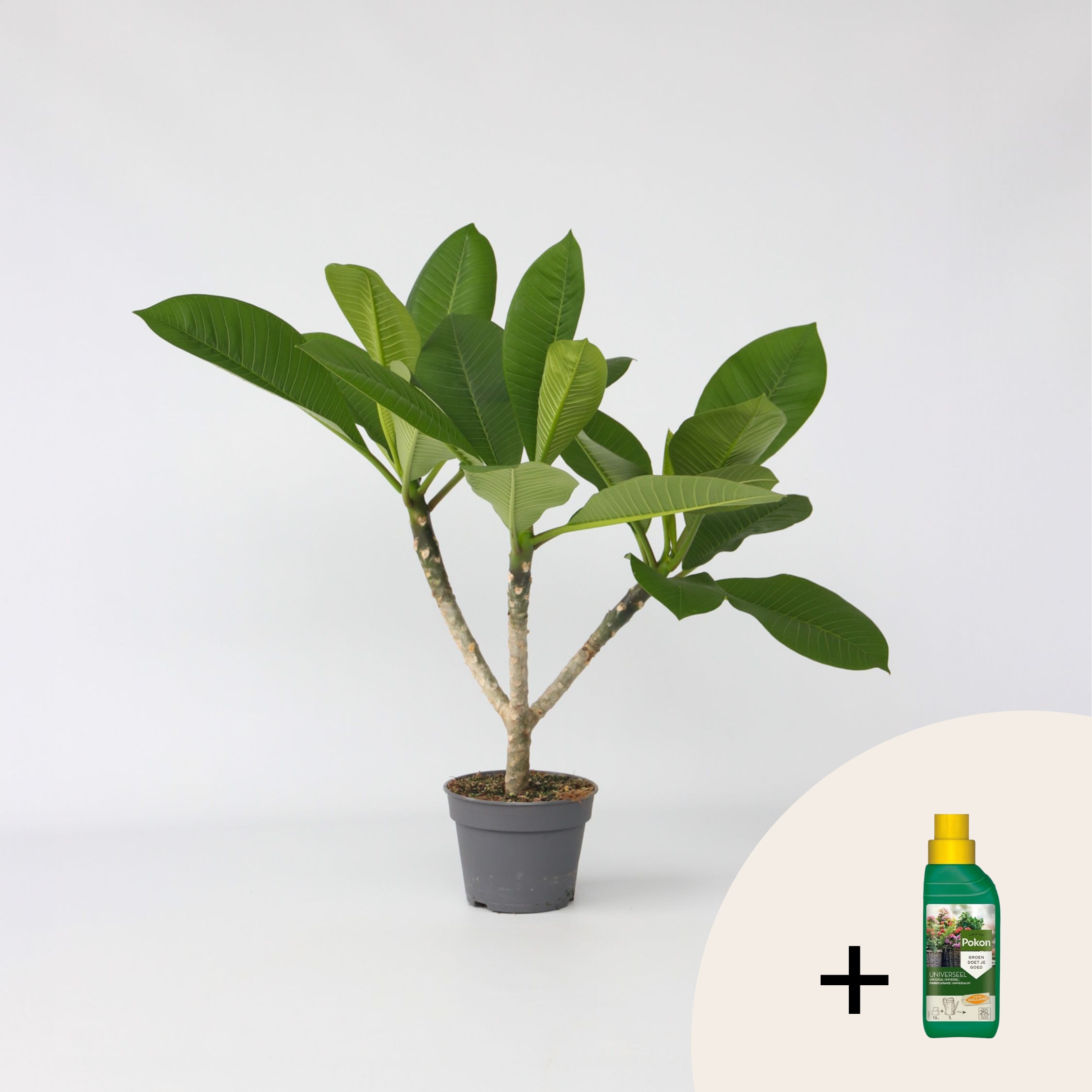 Plant in a Box - Hawaii-Palme + Pflanzennahrung - Plumeria rubra - H&ouml;he 45-55cm - Topf 17cm - Bild 1