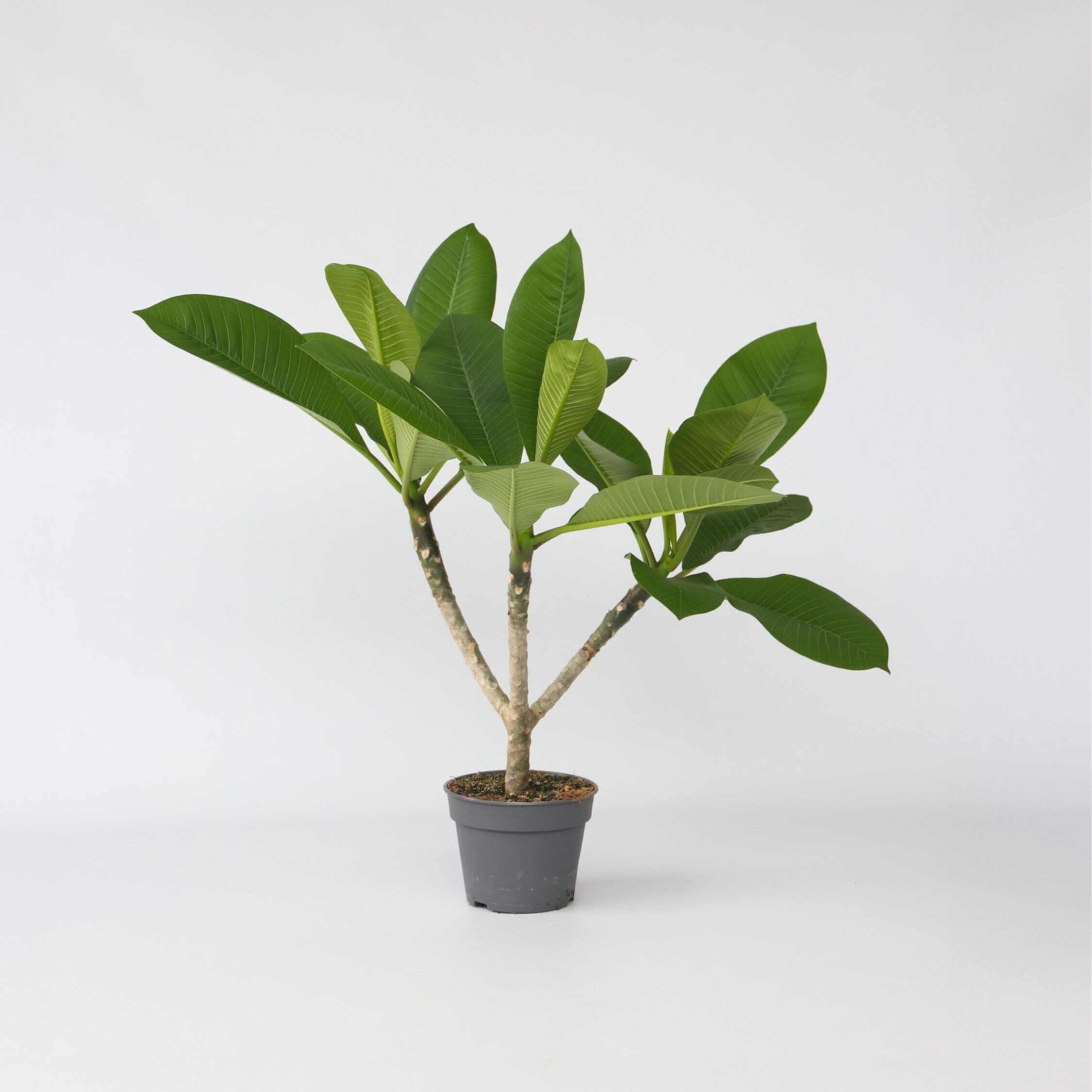 Plant in a Box - Hawaii-Palme - Plumeria rubra - H&ouml;he 45-55cm - Topf 17cm - Bild 1