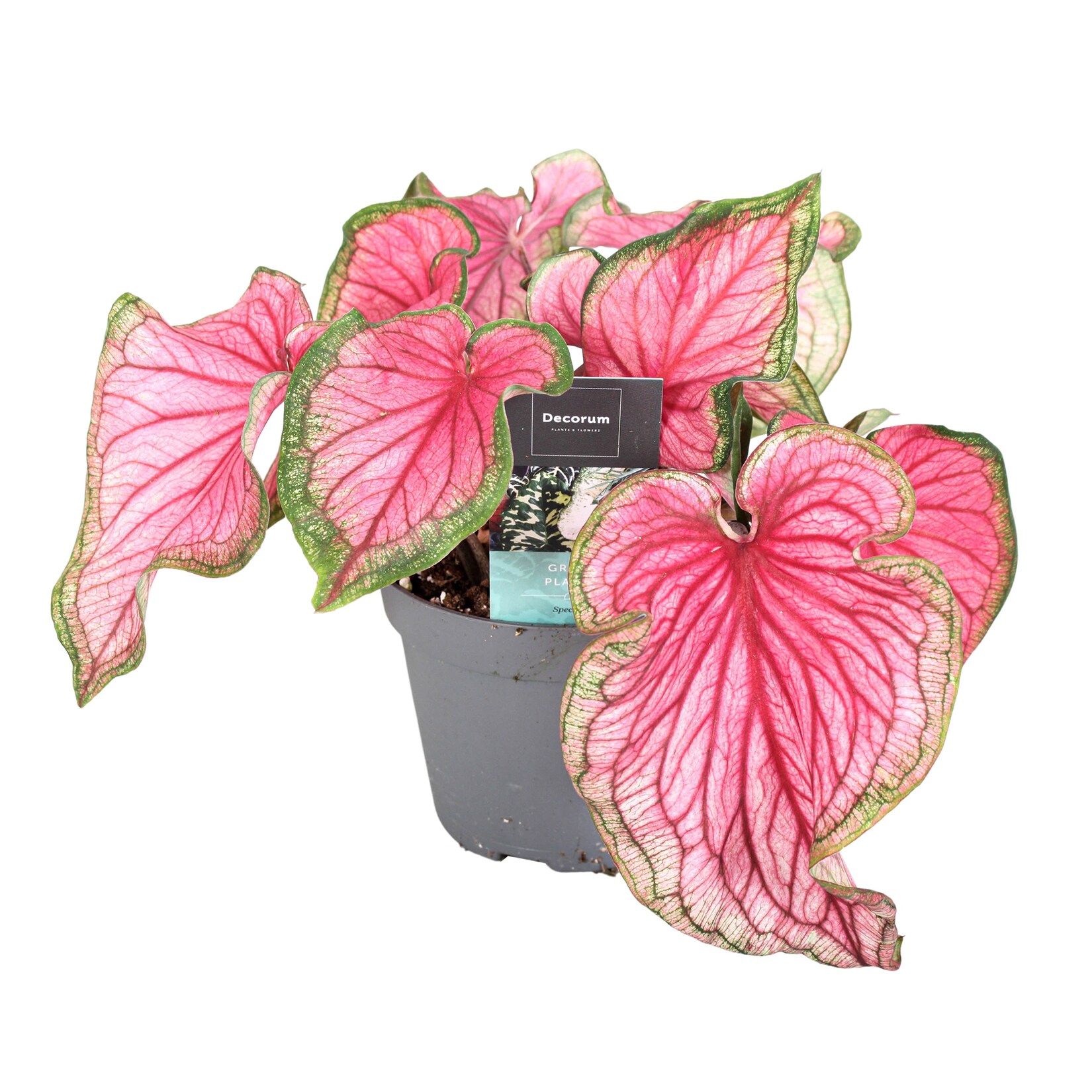 Plant in a Box – Buntblatt – Caladium ‚Sweetheart‘ – Höhe 25-40cm – Topf 12cm | 07428478379818