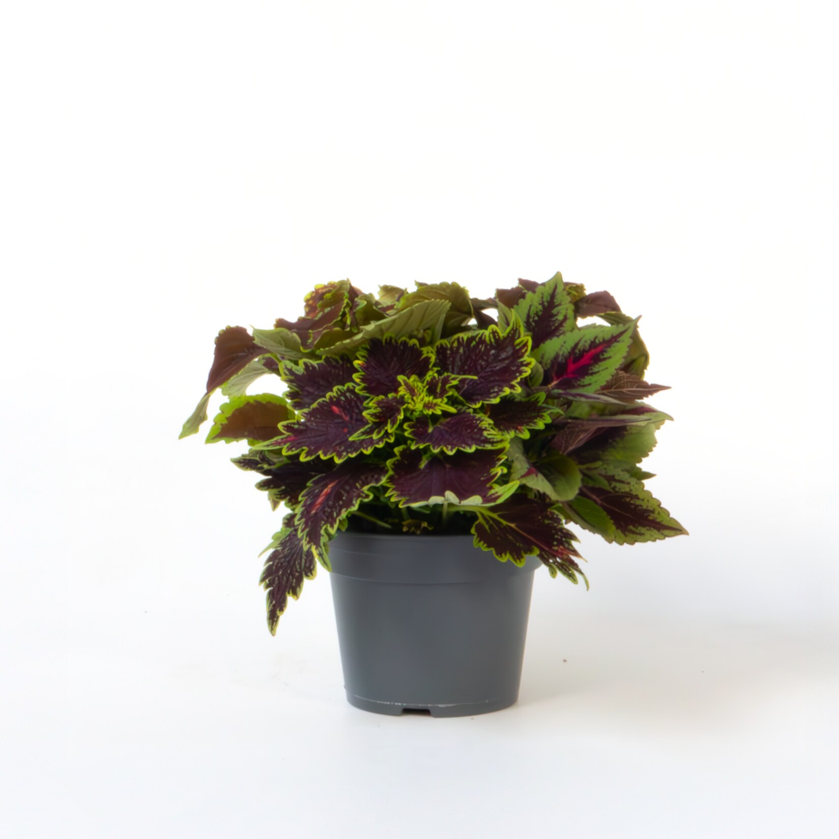 Plant in a Box – Coleus – Coleus scutellarioides – Höhe 25-35cm – Topf 17cm | 08721278901340