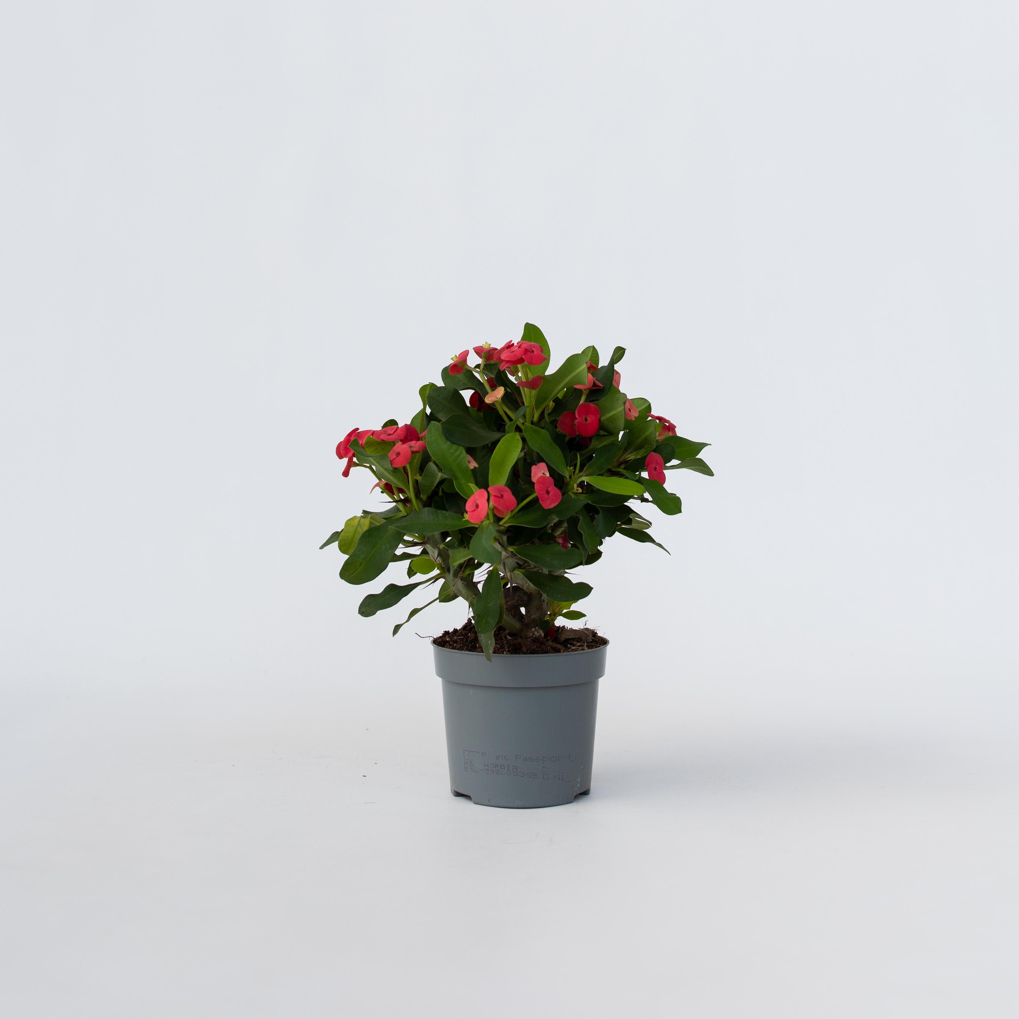 Plant in a Box - Christusdorn - Euphorbia 'Milii' - H&ouml;he 25-35cm - Topf 13cm - Bild 1