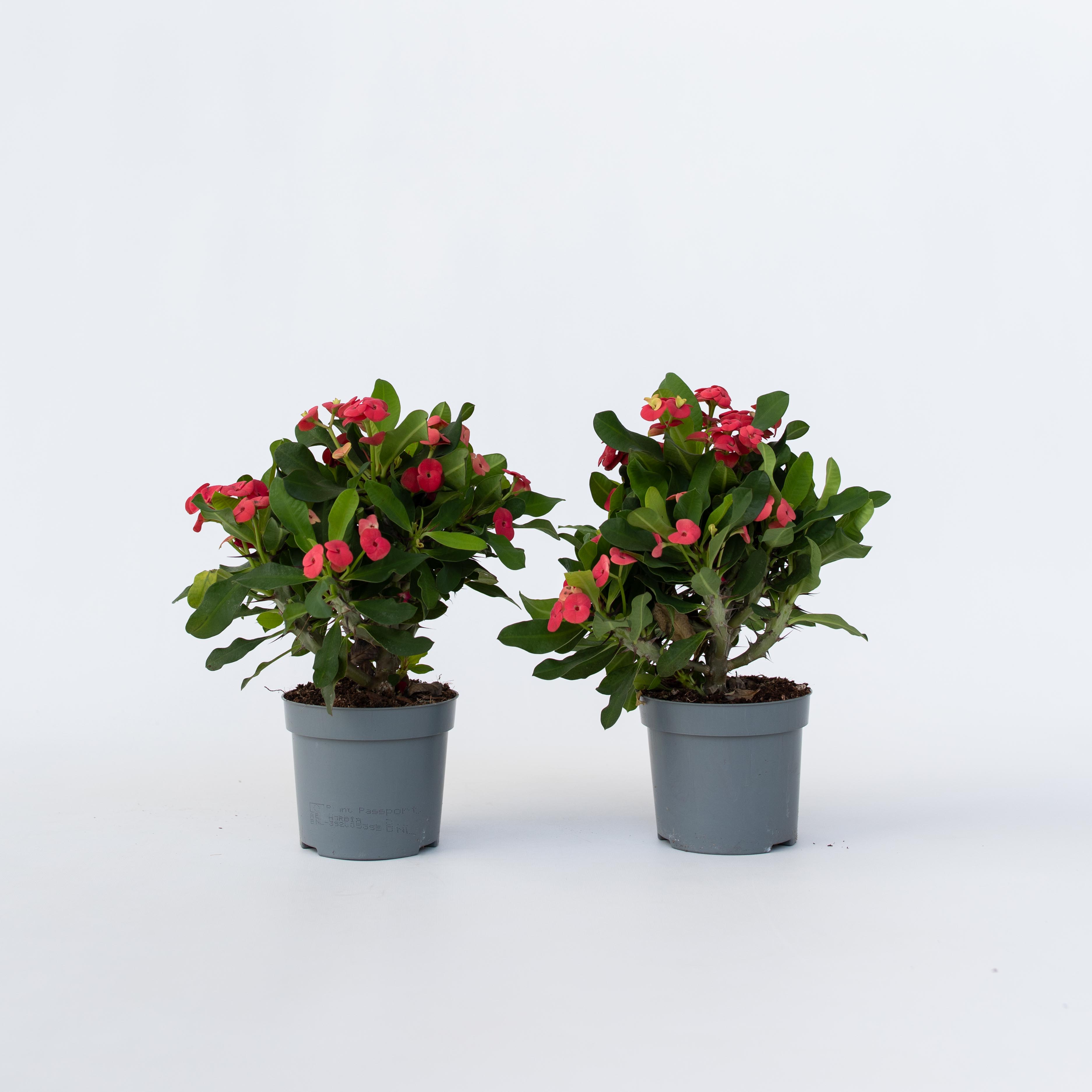 Plant in a Box - Christusdorn - 2 Stk - Euphorbia 'Milii' - H&ouml;he 25-35cm - Topf 13cm - Bild 1