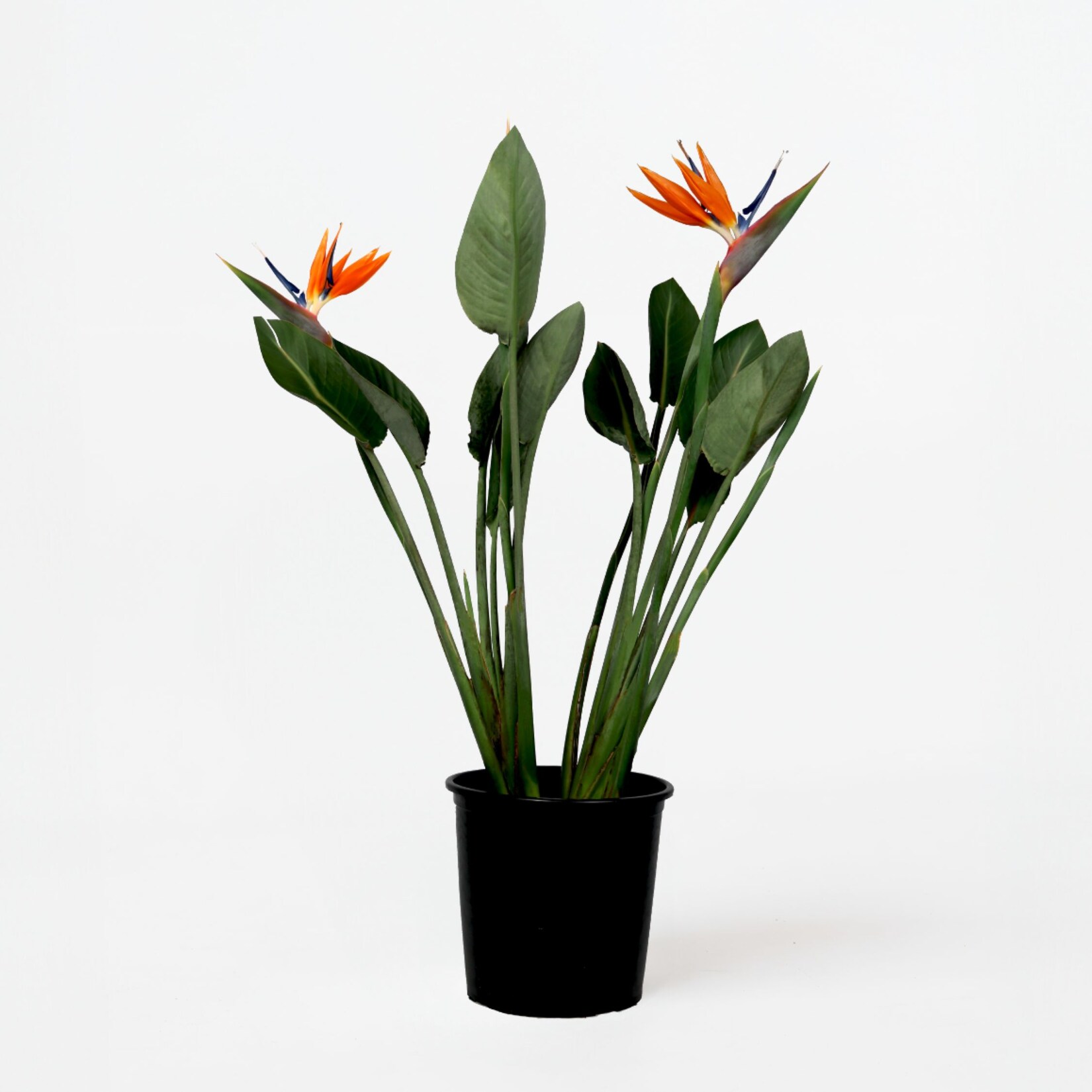 Plant in a Box – Paradiesvogelblume – Strelitzia reginae – mit Blüten – Höhe 70-100cm – Ø19cm | 08721278902682