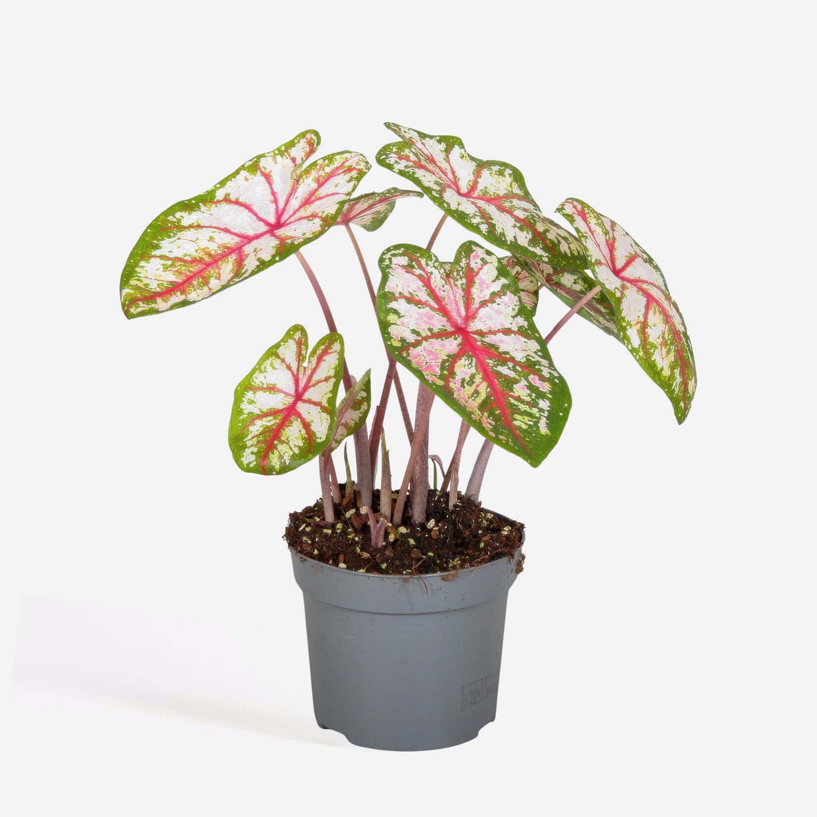 Plant in a Box – Buntblatt – Caladium ‚Tapestry‘ – Höhe 25-35cm – Topf 13cm | 08721278901203