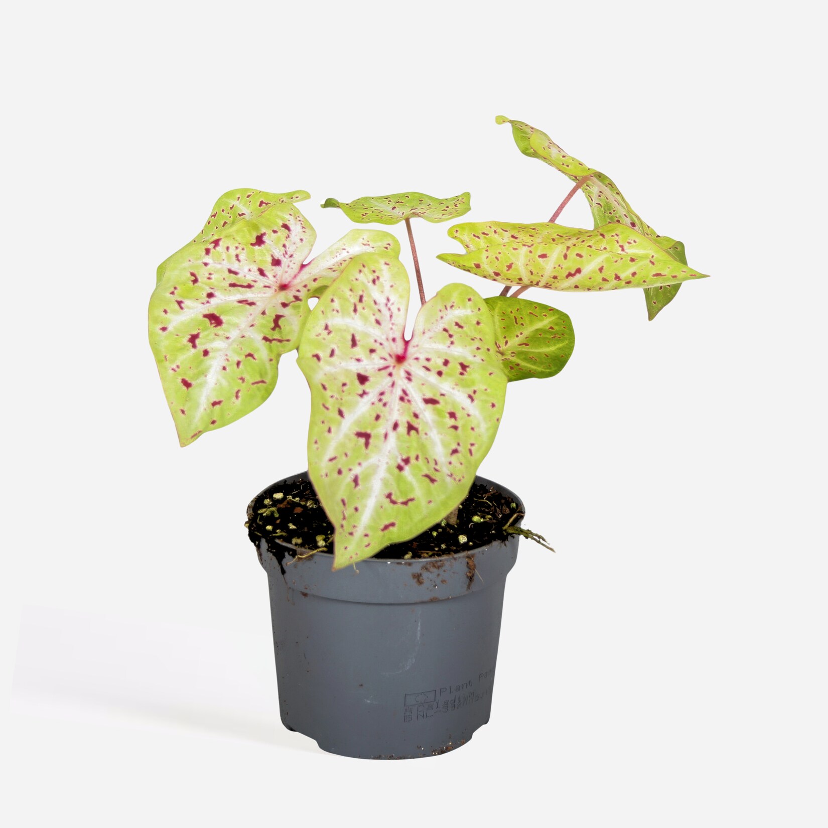 Plant in a Box – Buntblatt – Caladium ‚Miss Muffet‘ – Höhe 25-40cm – Topf 12cm | 08721278901180