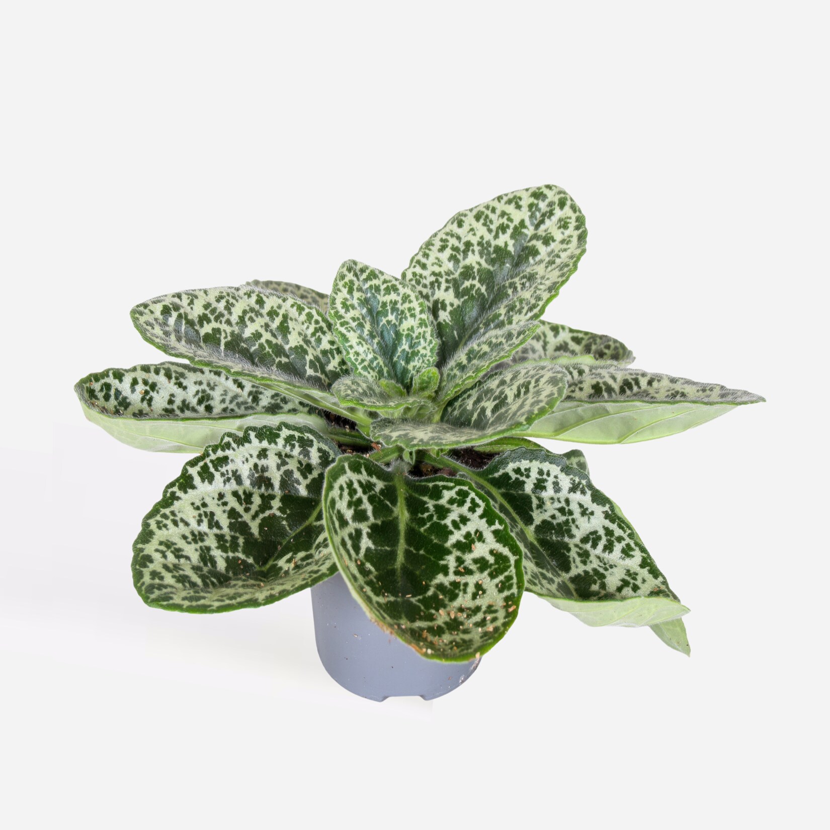 Plant in a Box – Drehfrucht – Streptocarpus ‚Pretty Turtle‘ – Höhe 25-35cm – Topf 13cm | 08721278901166