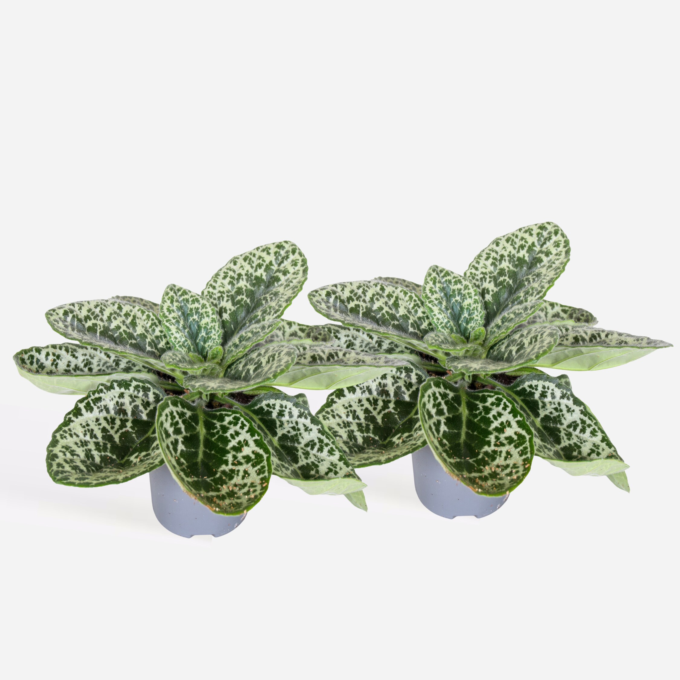 Plant in a Box - Drehfrucht - 2er-Set - Streptocarpus 'Pretty Turtle' - H&ouml;he 25-35cm - Topf 13cm - Bild 1