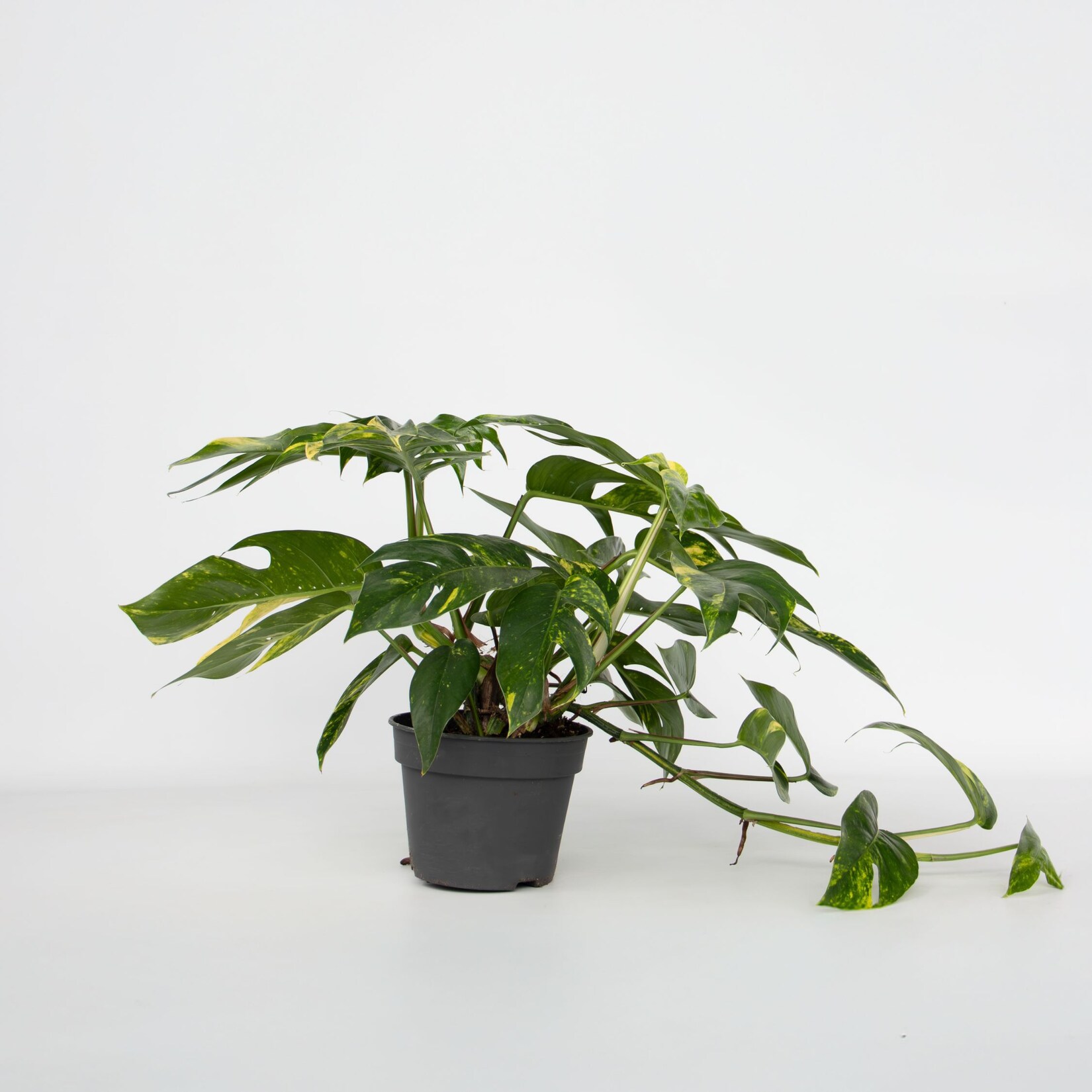 Plant in a Box – Epipremnum ‚Goldfinger‘ – Drachenranke – Höhe 25-35cm – ø17cm | 08721278917969