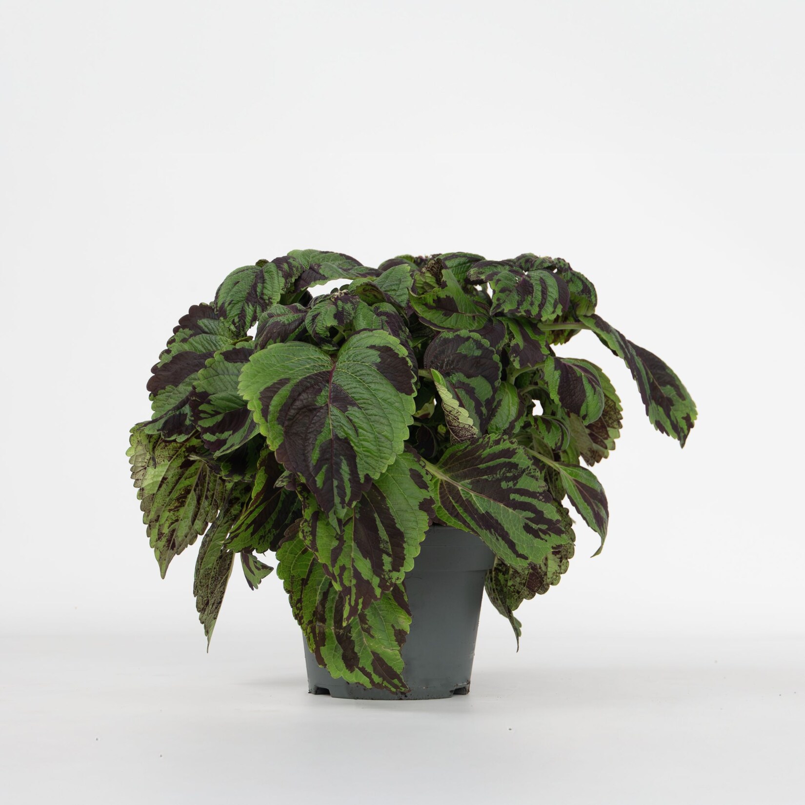 Plant in a Box – Buntnessel – Coleus Tiger – Höhe 25-35cm – ø17cm | 08721278917945