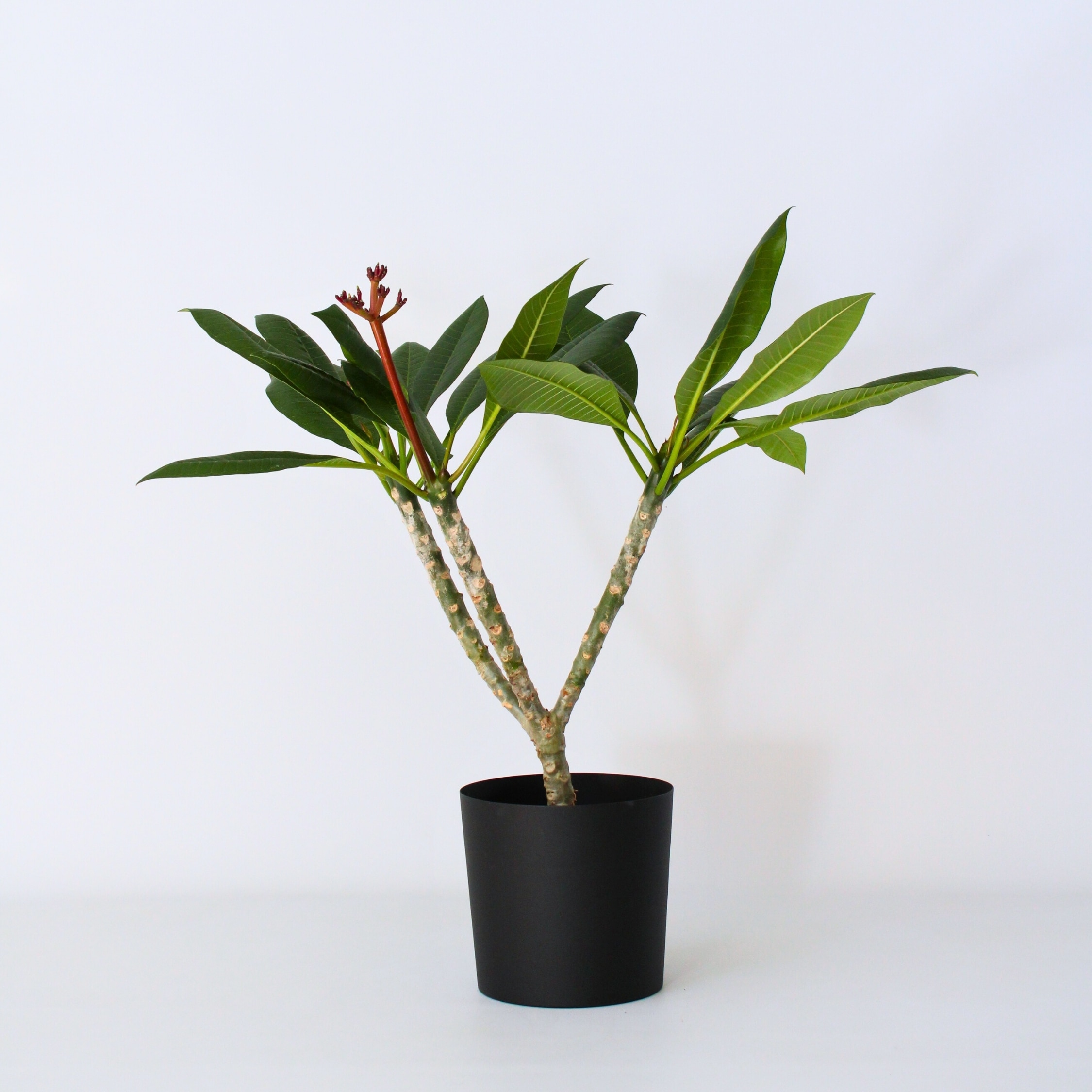 Plant in a Box - Hawaii-Palme Wei&szlig; - Plumeria rubra - H&ouml;he 55-70cm - Topf 17cm - Bild 1