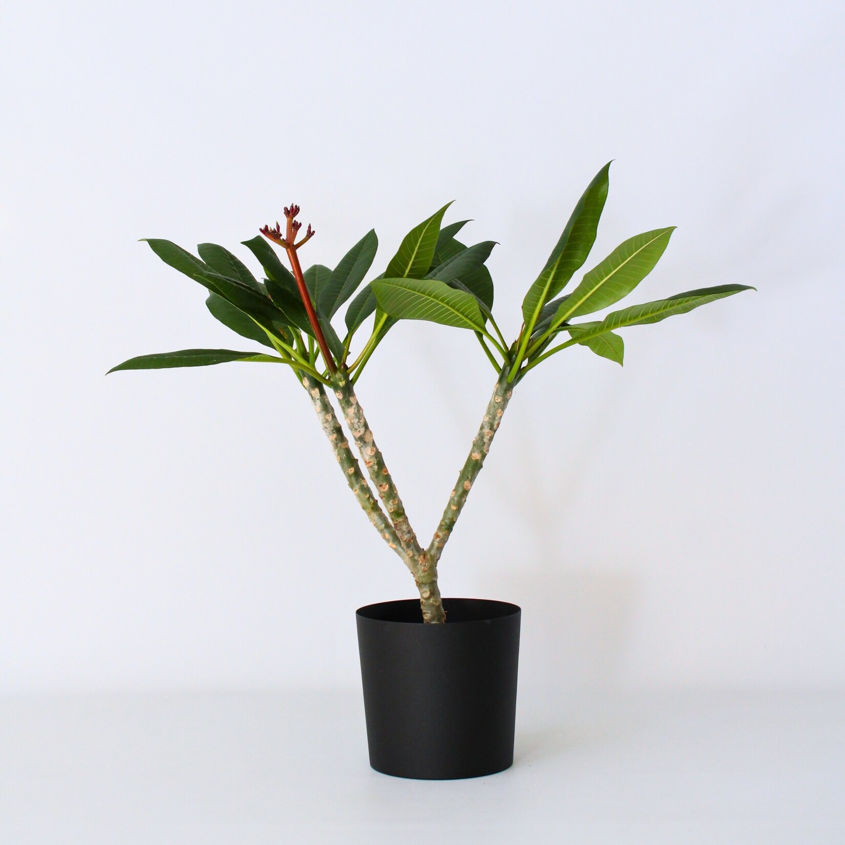 Plant in a Box – Hawaii-Palme Weiß – Plumeria rubra – Höhe 55-70cm – Topf 17cm | 06097229448410