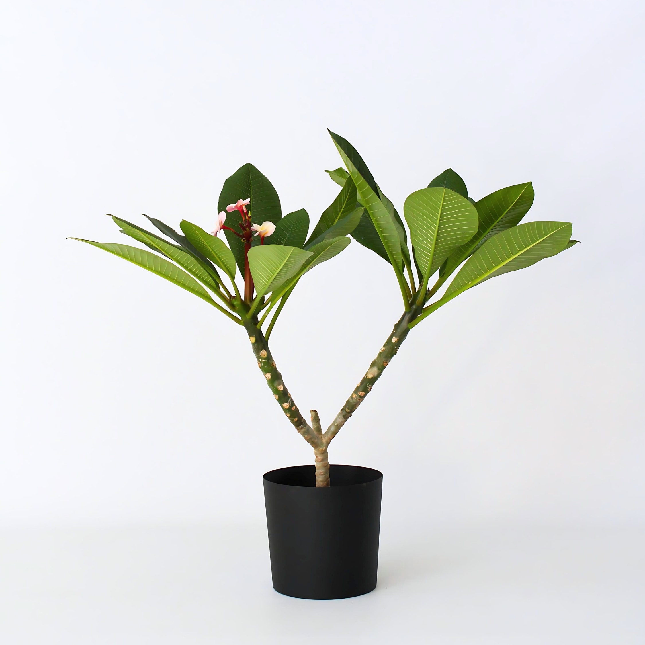 Plant in a Box - Hawaii-Palme - Plumeria rubra 'Rosa' - H&ouml;he 55-70cm - Topf 17cm - Bild 1