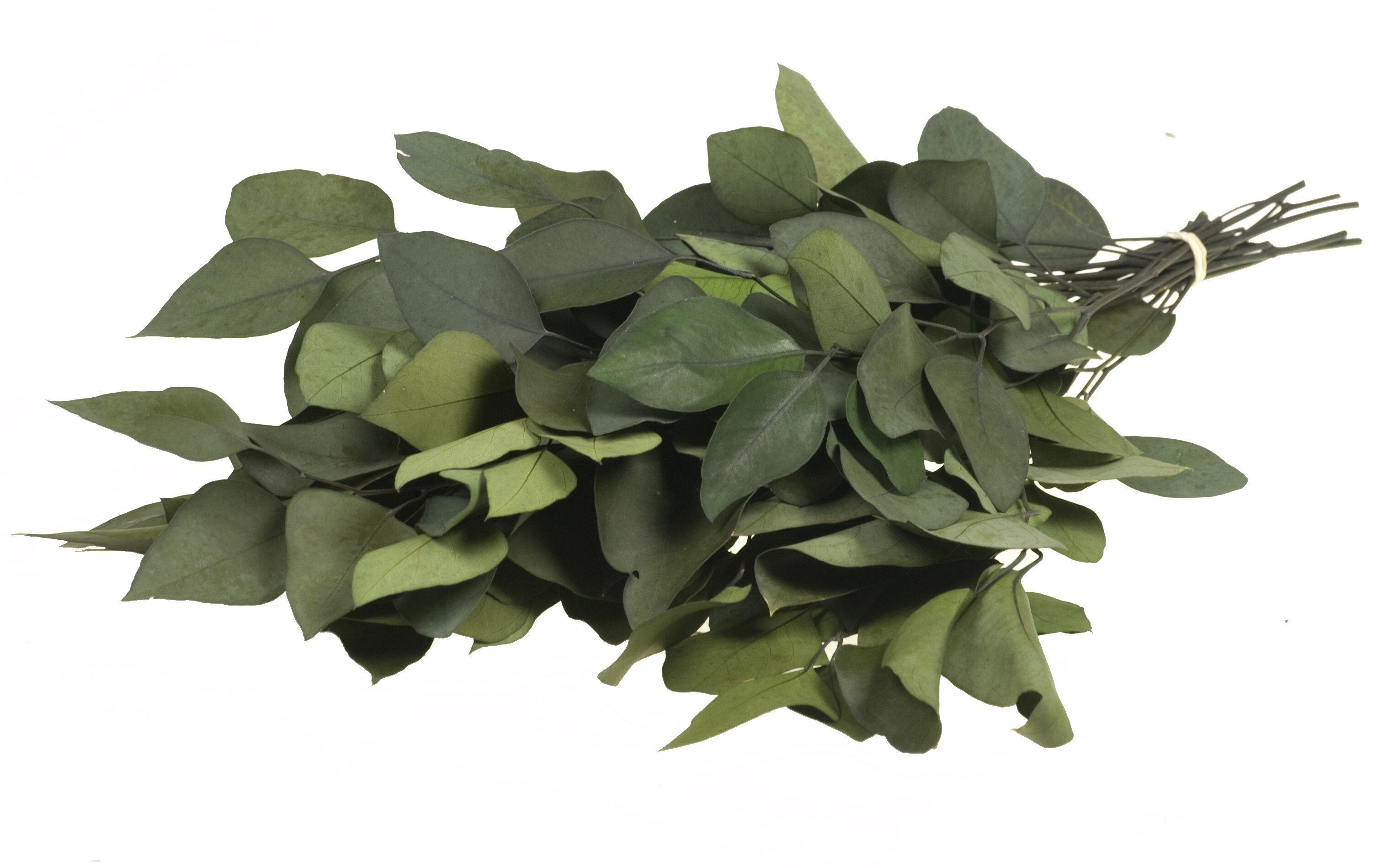 Plant in a Box - Eucalyptus Stuartiana - Getrockneter Eukalyptus - H&ouml;he 40-50 cm - Bild 1