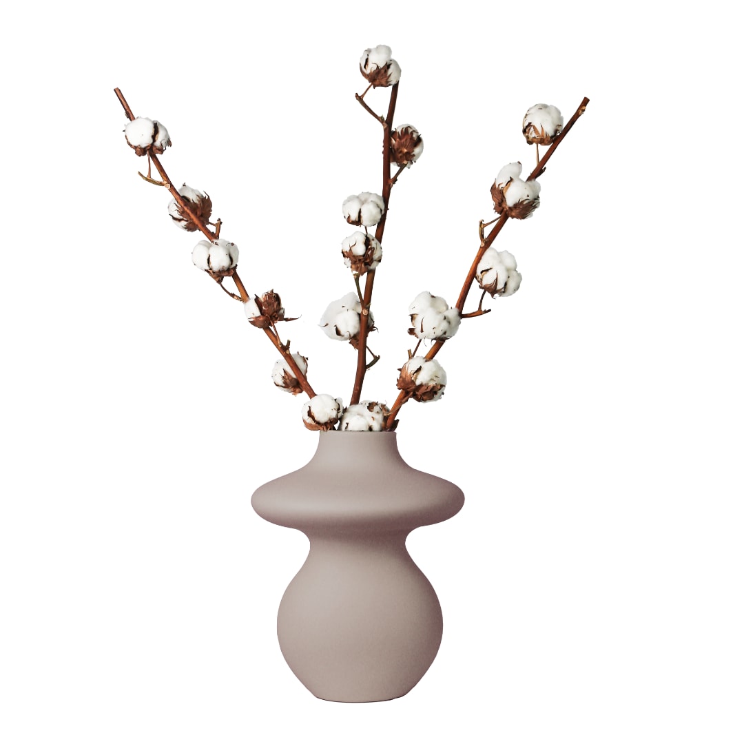 Plant in a Box - Trockenblumen - Cotton Branch - Baumwolle - Set mit 3 Zweigen - H&ouml;he 40-60 cm - Bild 1