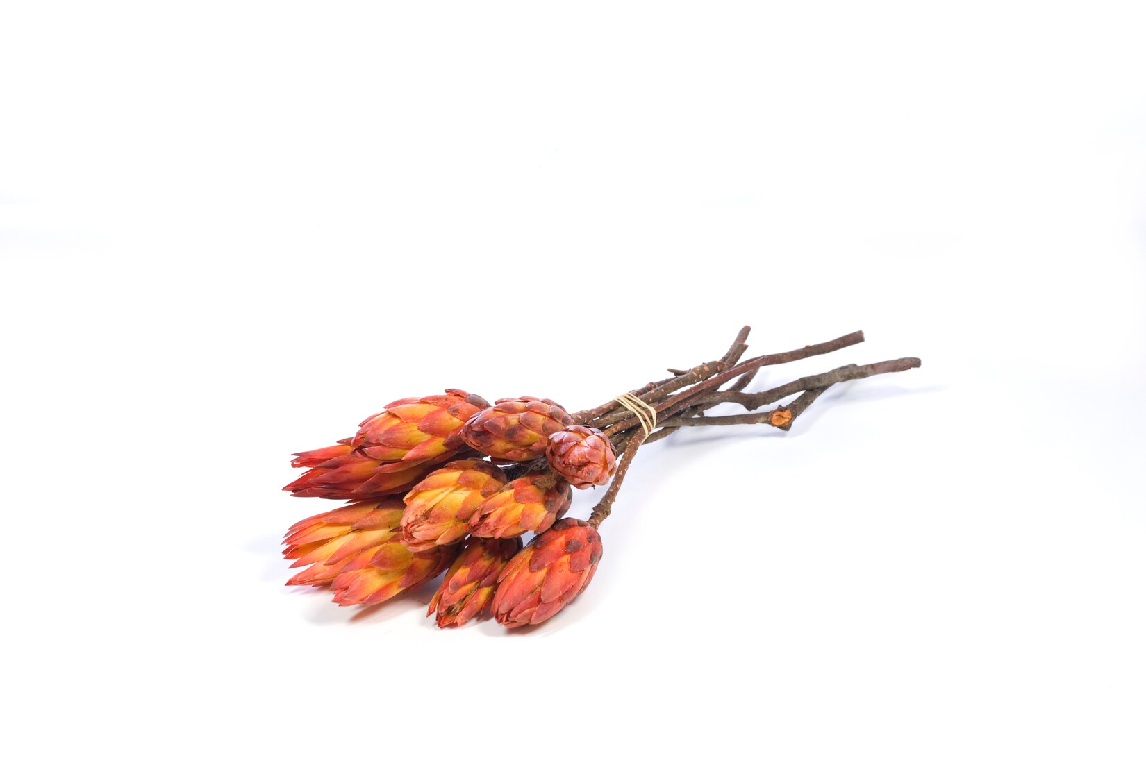 Plant in a Box – Getrocknete Blumen – 5 Stk. – Strauß ‚Protea Pendula Red‘ | 08721278906352