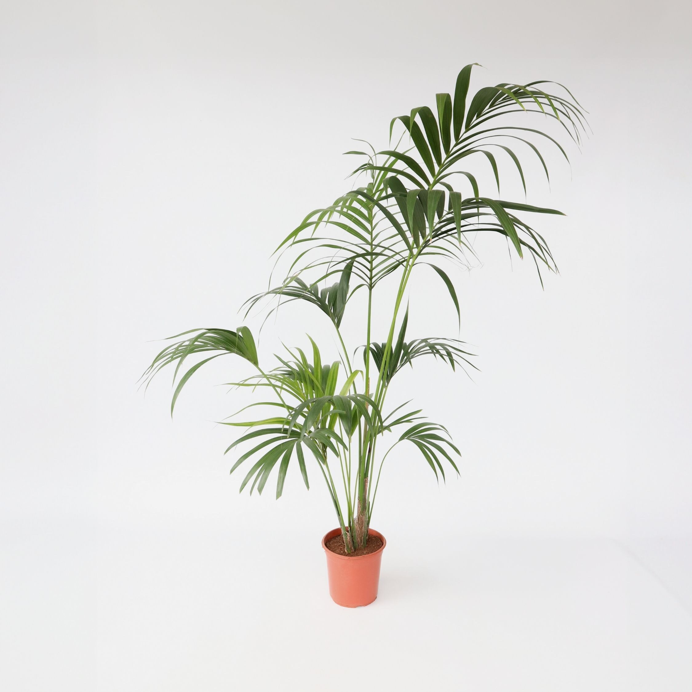 Plant in a Box - Kentia Palme - Howea forsteriana - H&ouml;he 150-170cm - Topf 24cm - Bild 1