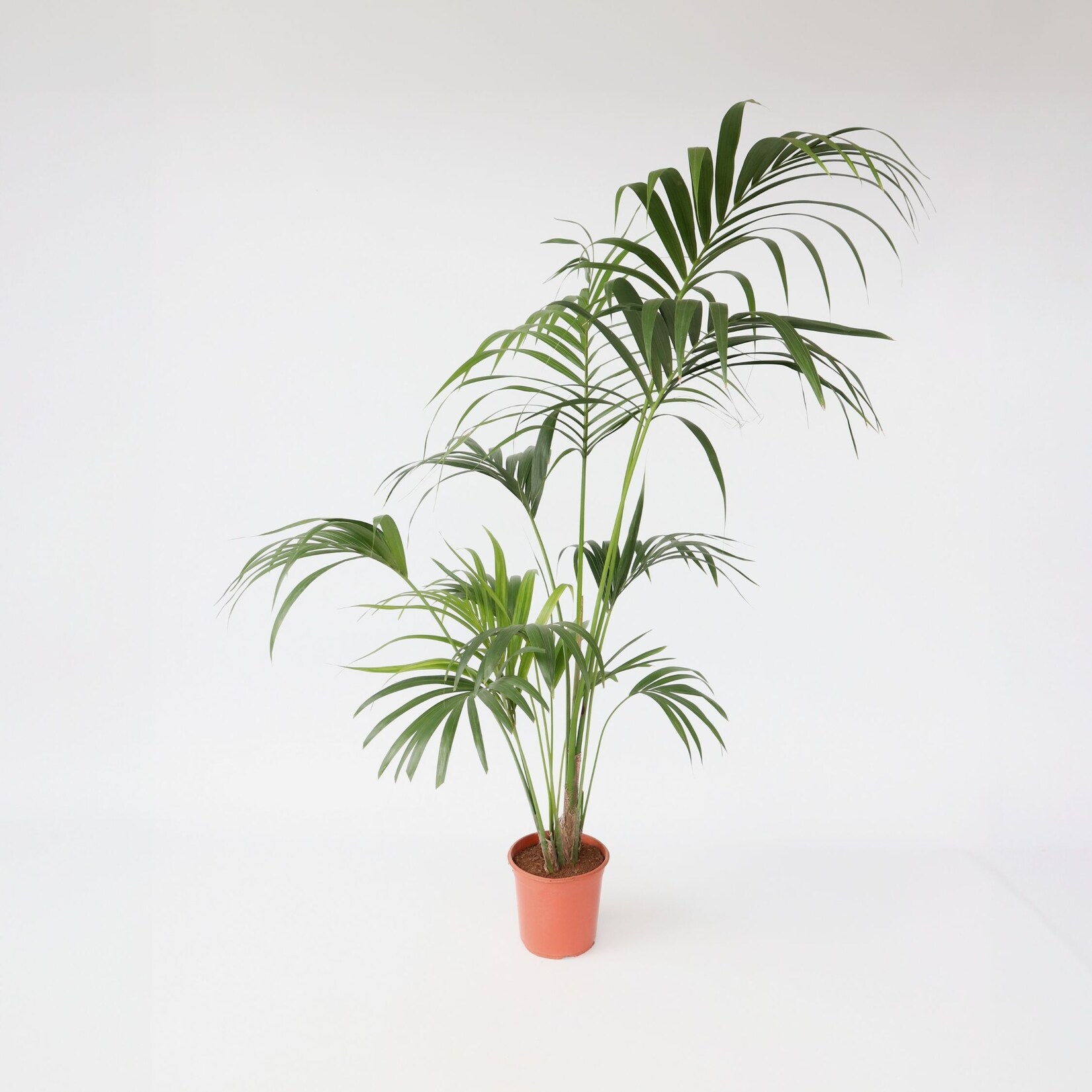 Plant in a Box – Kentia Palme – Howea forsteriana – Höhe 150-170cm – Topf 24cm | 07428475882359