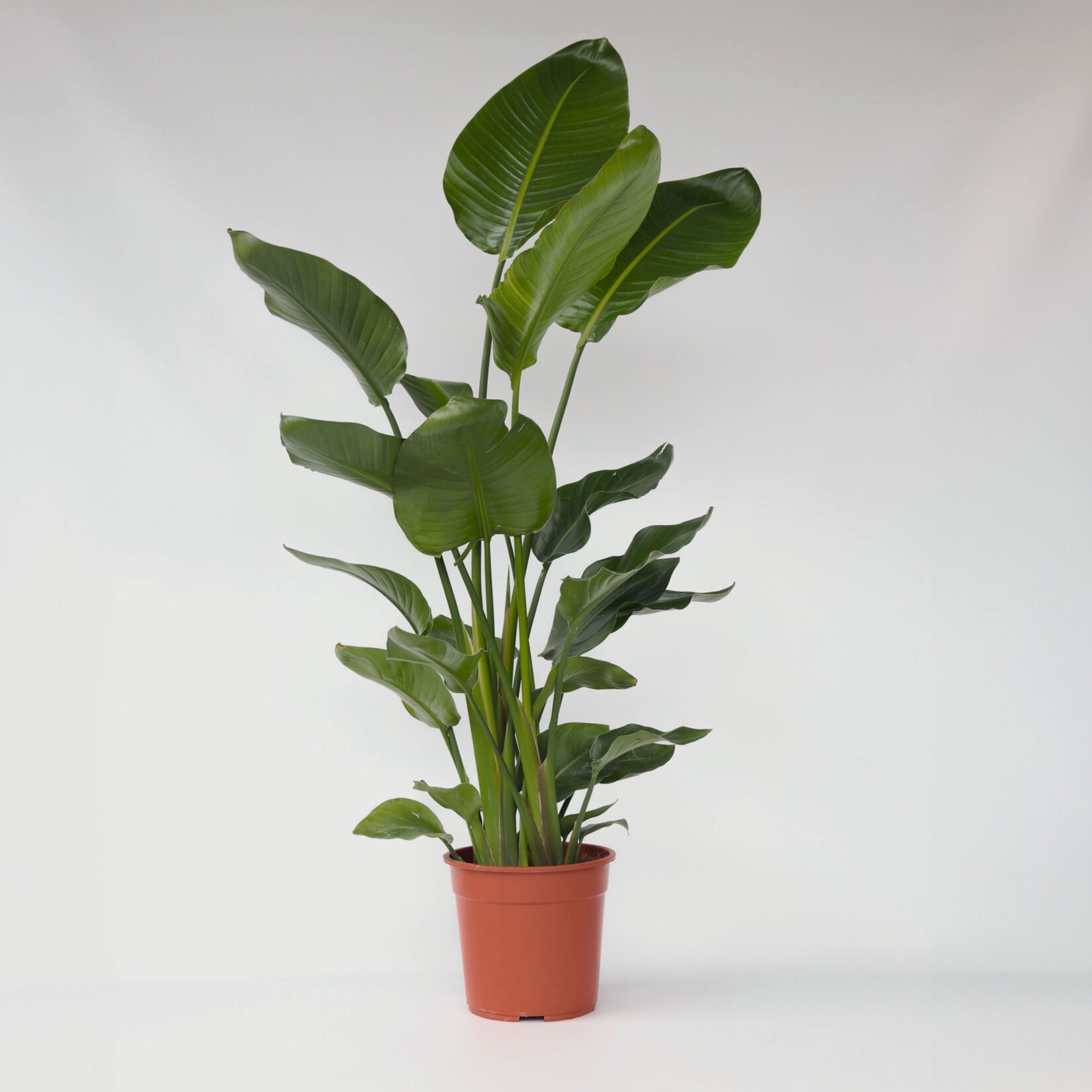 Plant in a Box – Paradiesvogelblume – Strelitzie – Strelitzia nicolai – Höhe 150-170cm – Topf 28cm | 07428478019820