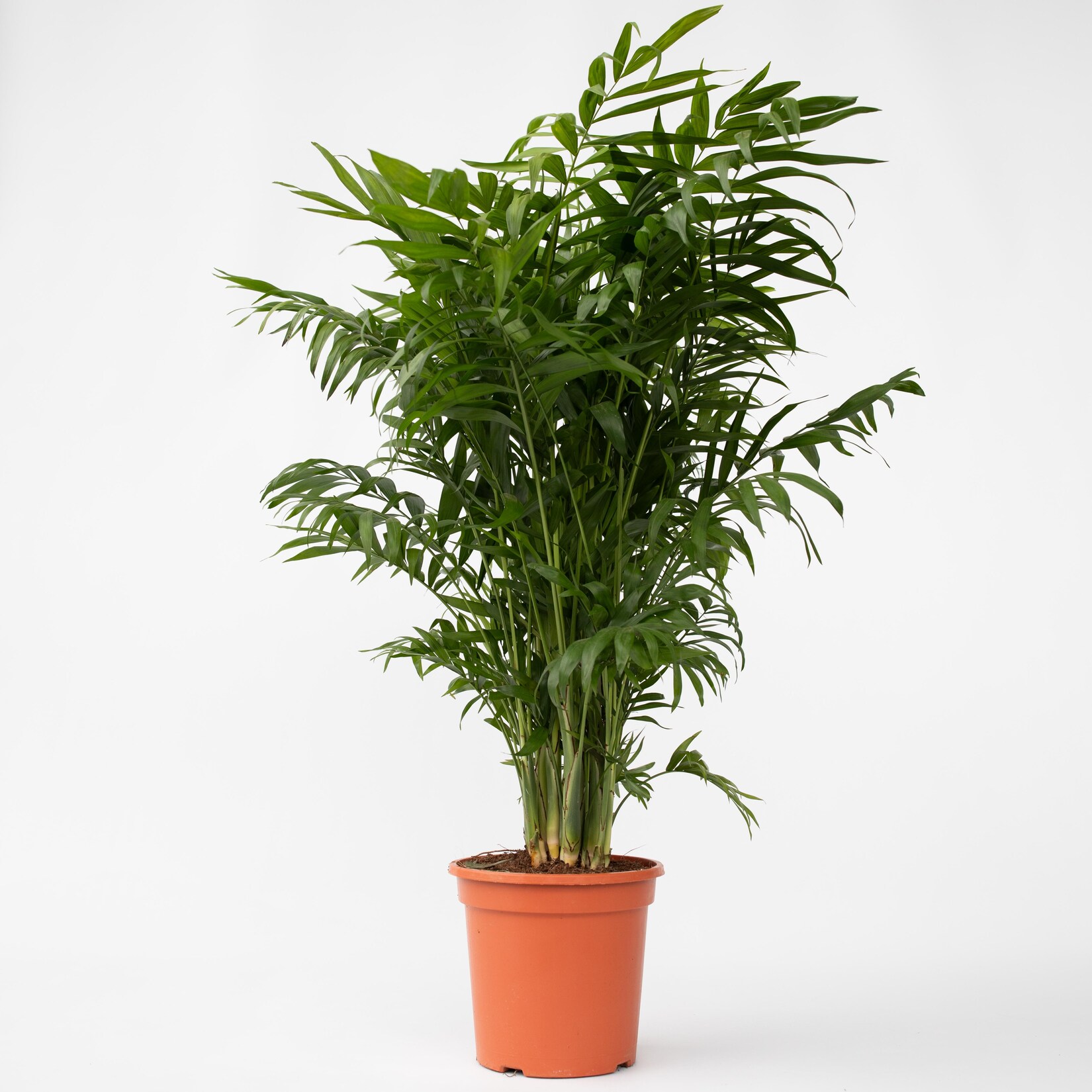Plant in a Box – Bergpalme – Chamaedorea elegans – Höhe 80-90cm – Topf 20cm | 06097228145105
