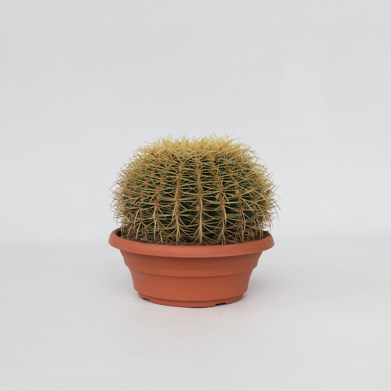 Plant in a Box – Goldkugelkaktus – Echinocactus grusonii – Höhe 25-35cm – Topf 25cm | 06097223210204