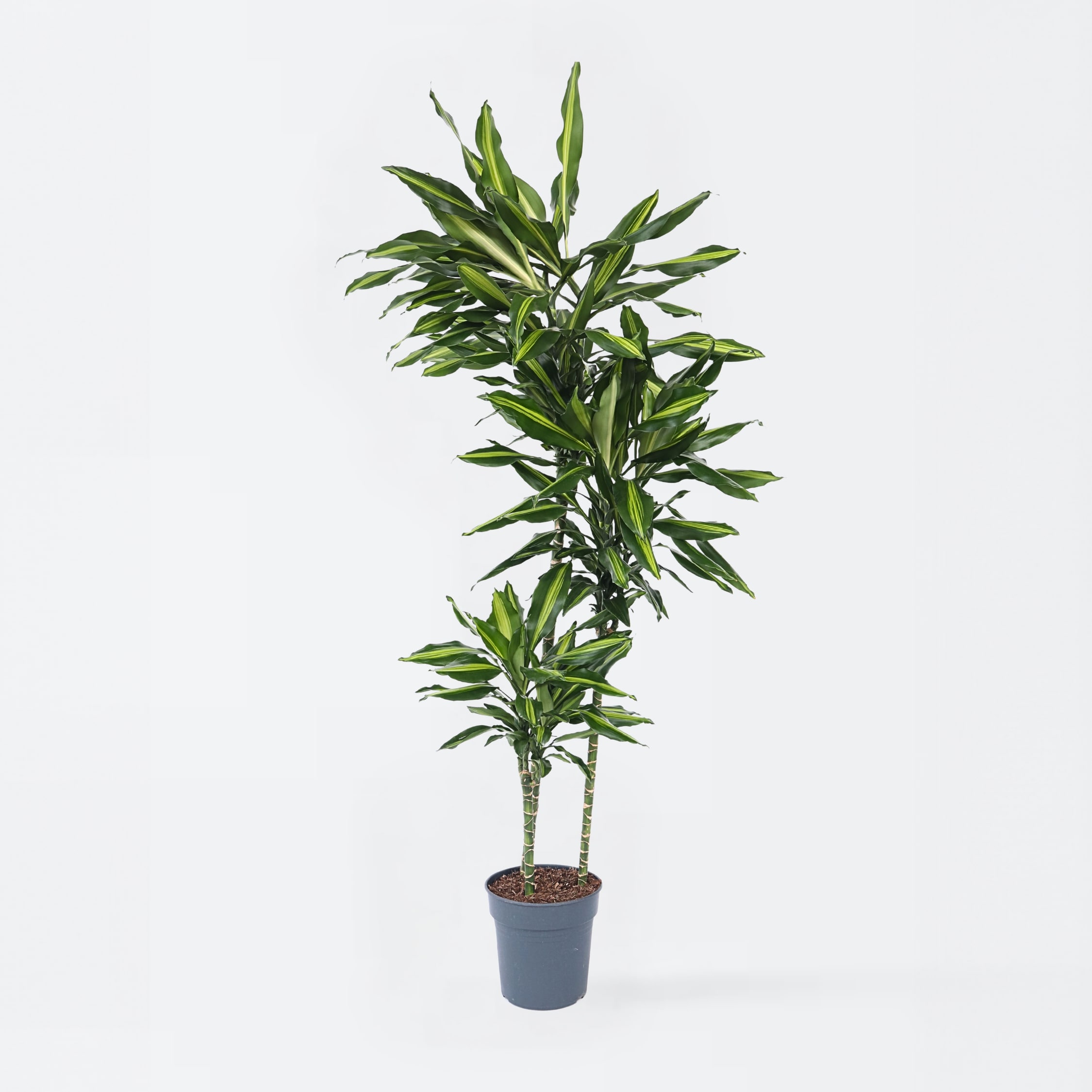 Plant in a Box - Drachenbaum - Dracaena fragrans 'Cintho' - H&ouml;he 140-150cm - Topf 24cm - Bild 1