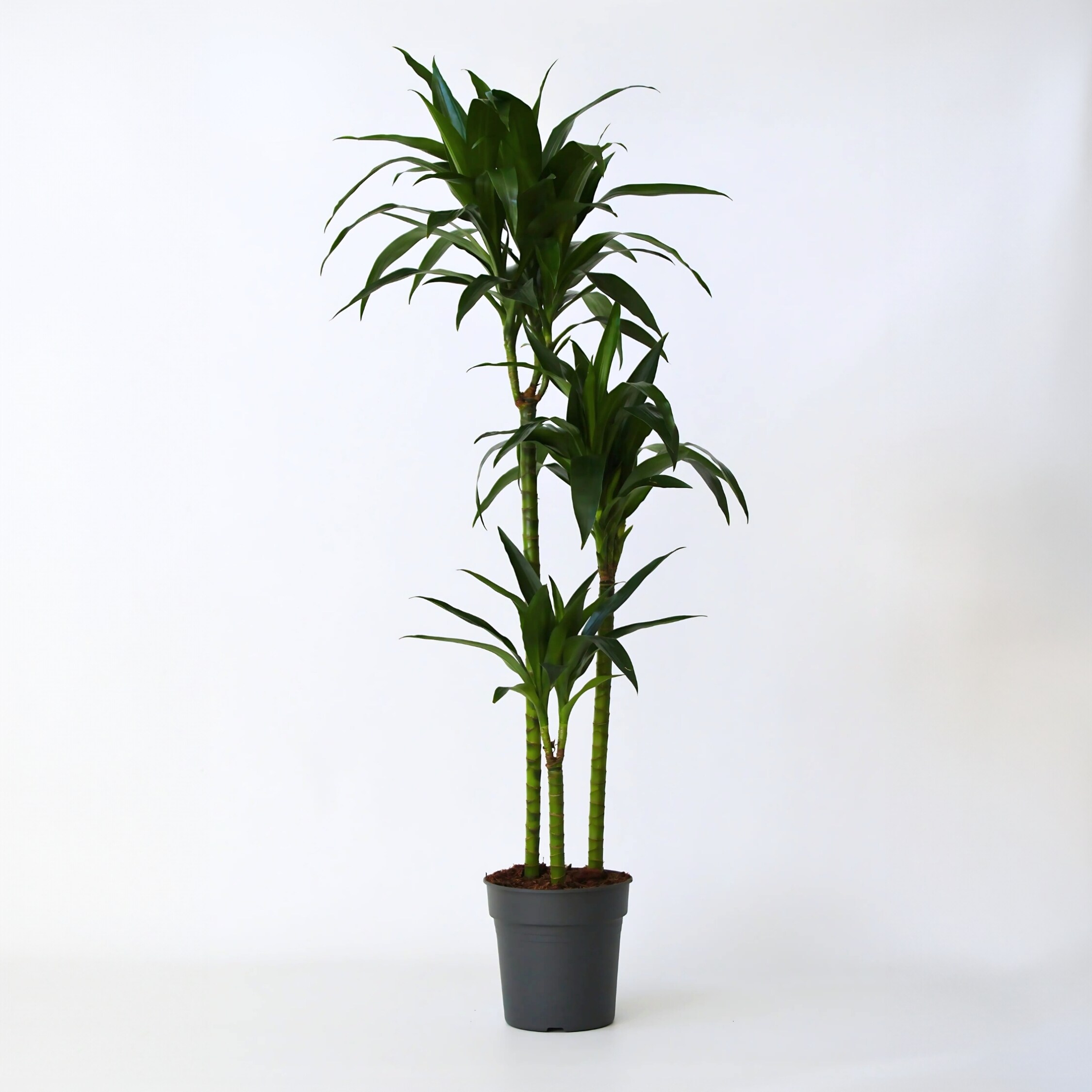 Plant in a Box - Drachenbaum - Dracaena deremensis 'Janet Craig' - H&ouml;he 140-150cm - Topf 24cm - Bild 1