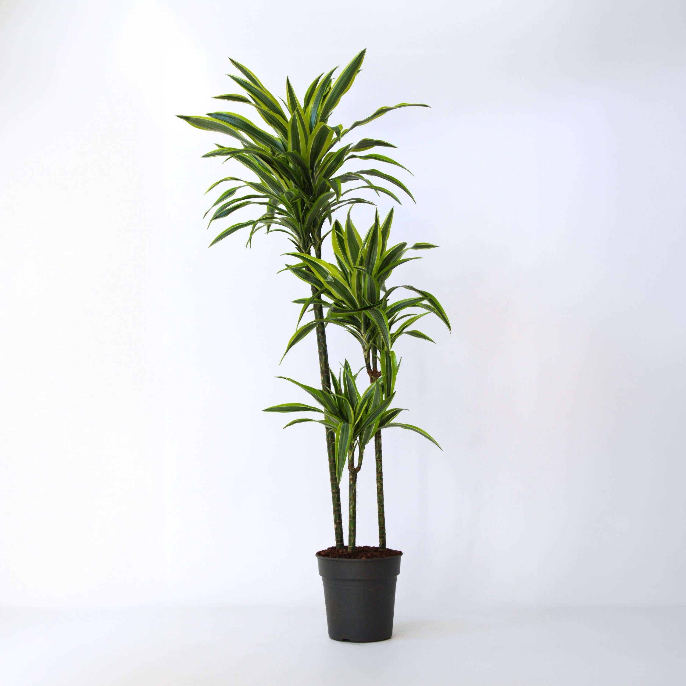 Plant in a Box - Drachenbaum - Dracaena 'Lemon Lime' - H&ouml;he 130-140cm - Topf 24cm - Bild 1