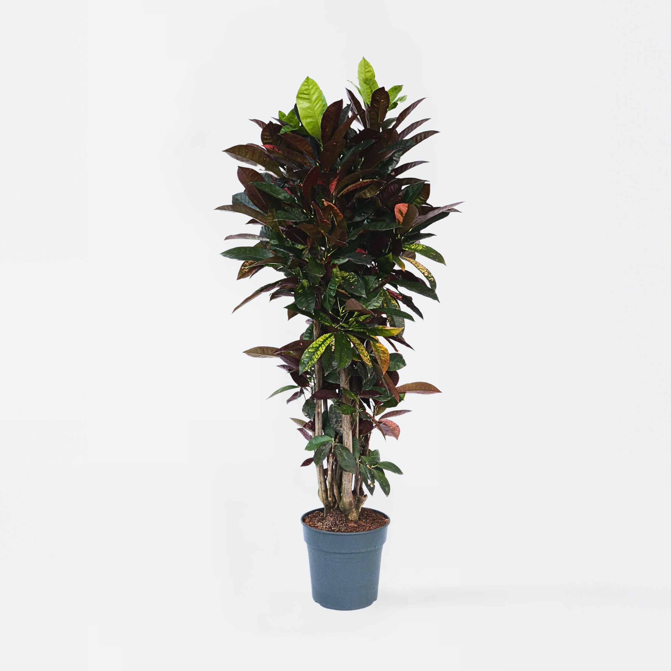 Plant in a Box - Kroton - Codiaeum variegatum 'Mrs. Iceton' - H&ouml;he 140-150cm - Topf 31cm - Bild 1