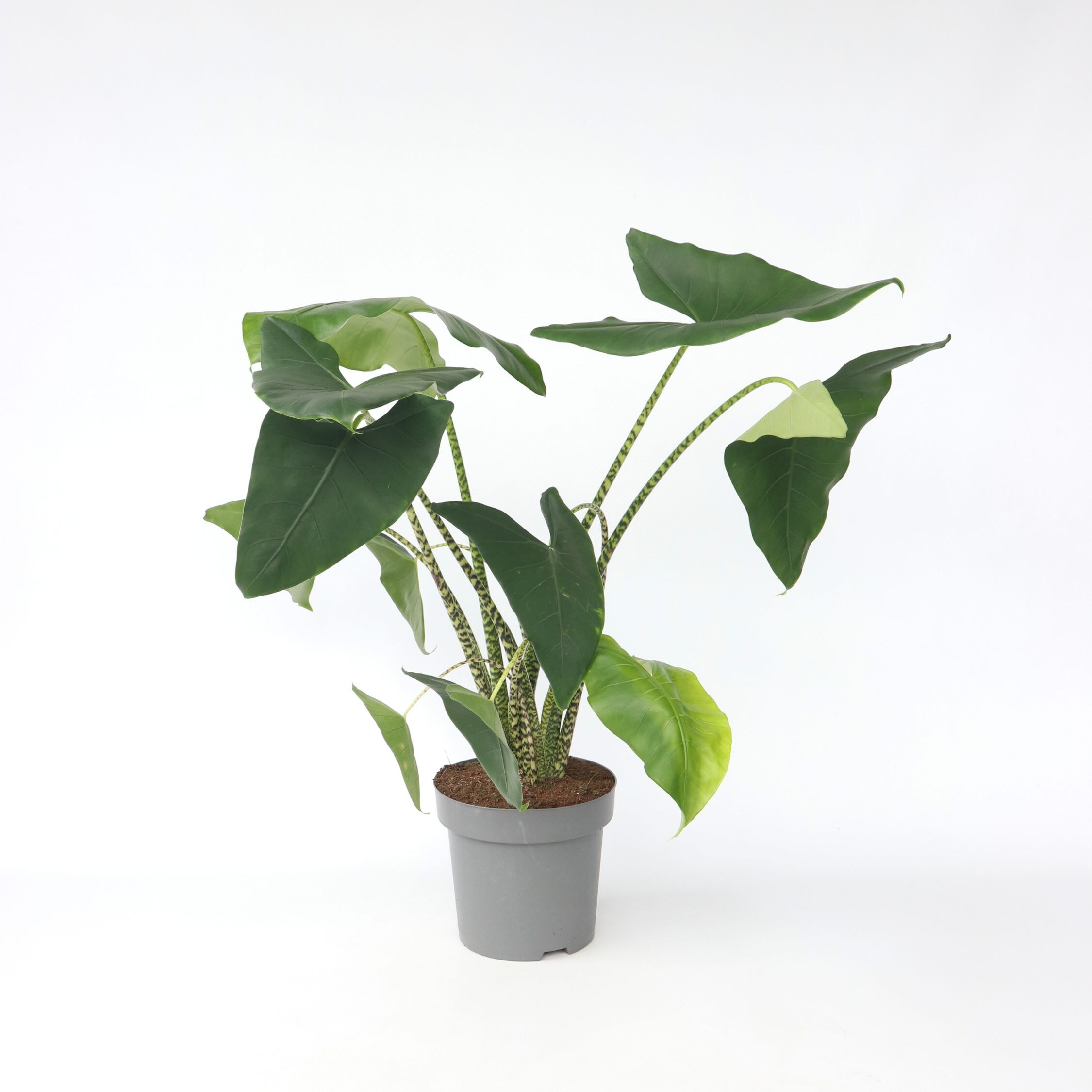 Plant in a Box - Alokasie - Alocasia 'Zebrina' - H&ouml;he 140-150cm - Topf 32cm - Bild 1